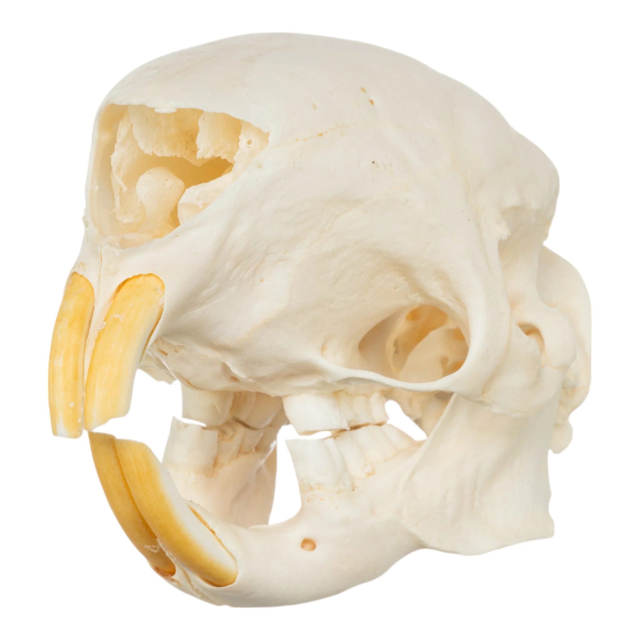 Real African Crested Porcupine Skeleton - Disarticulated - Image 2