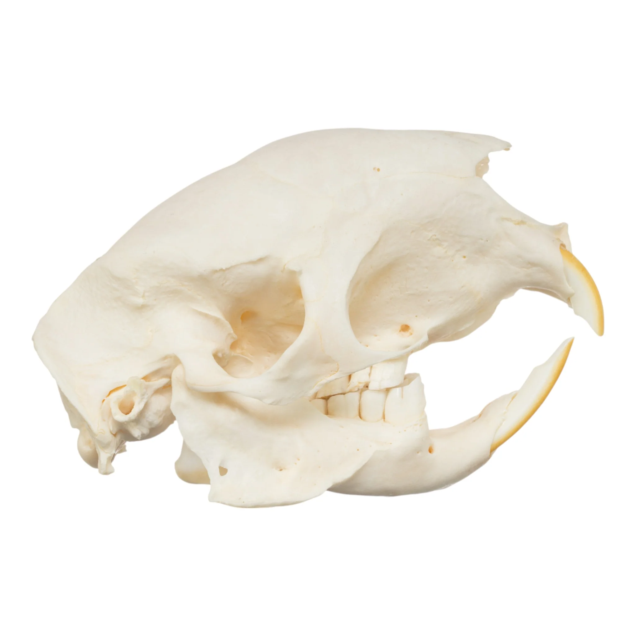 Real African Crested Porcupine Skeleton - Disarticulated - Image 3