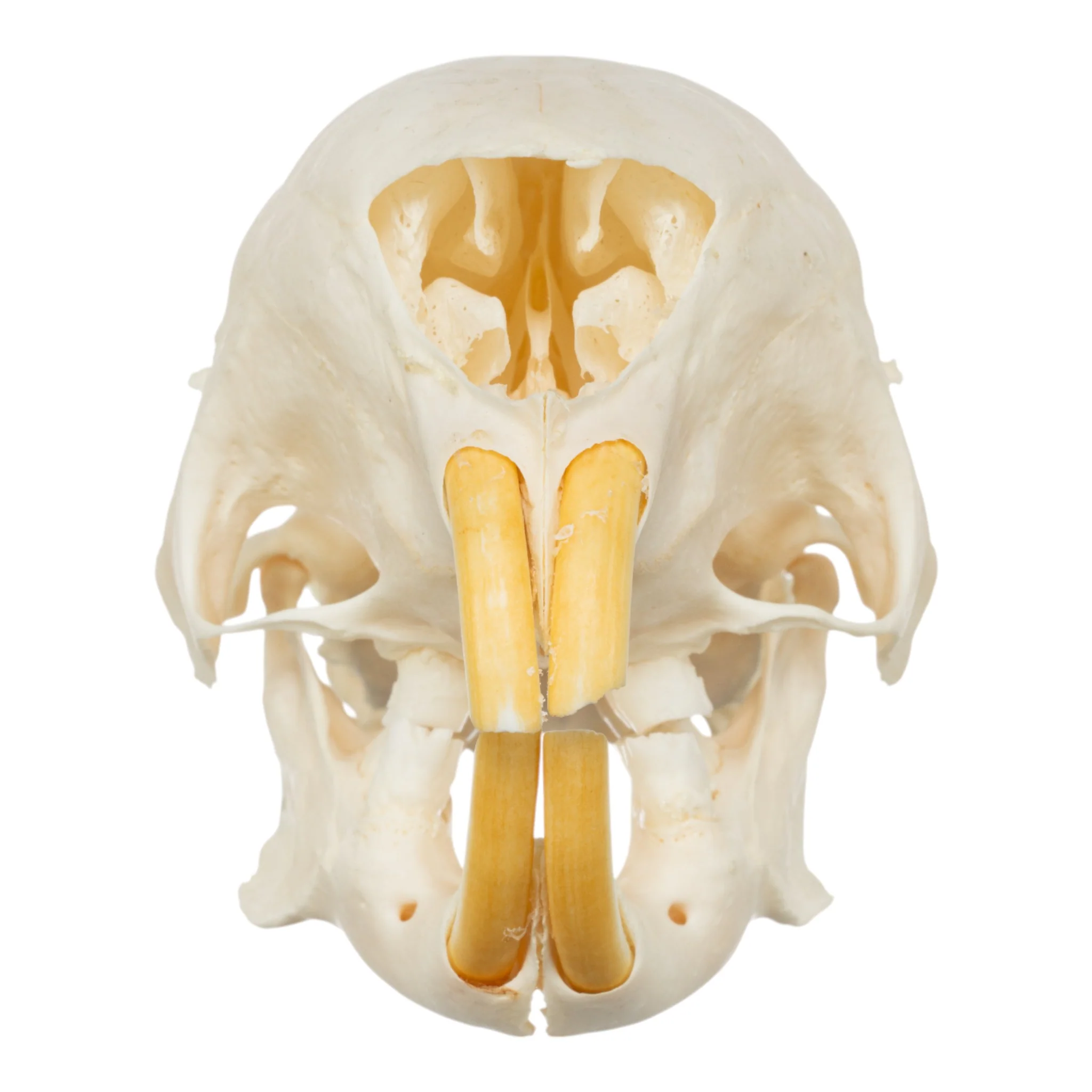 Real African Crested Porcupine Skeleton - Disarticulated - Image 4
