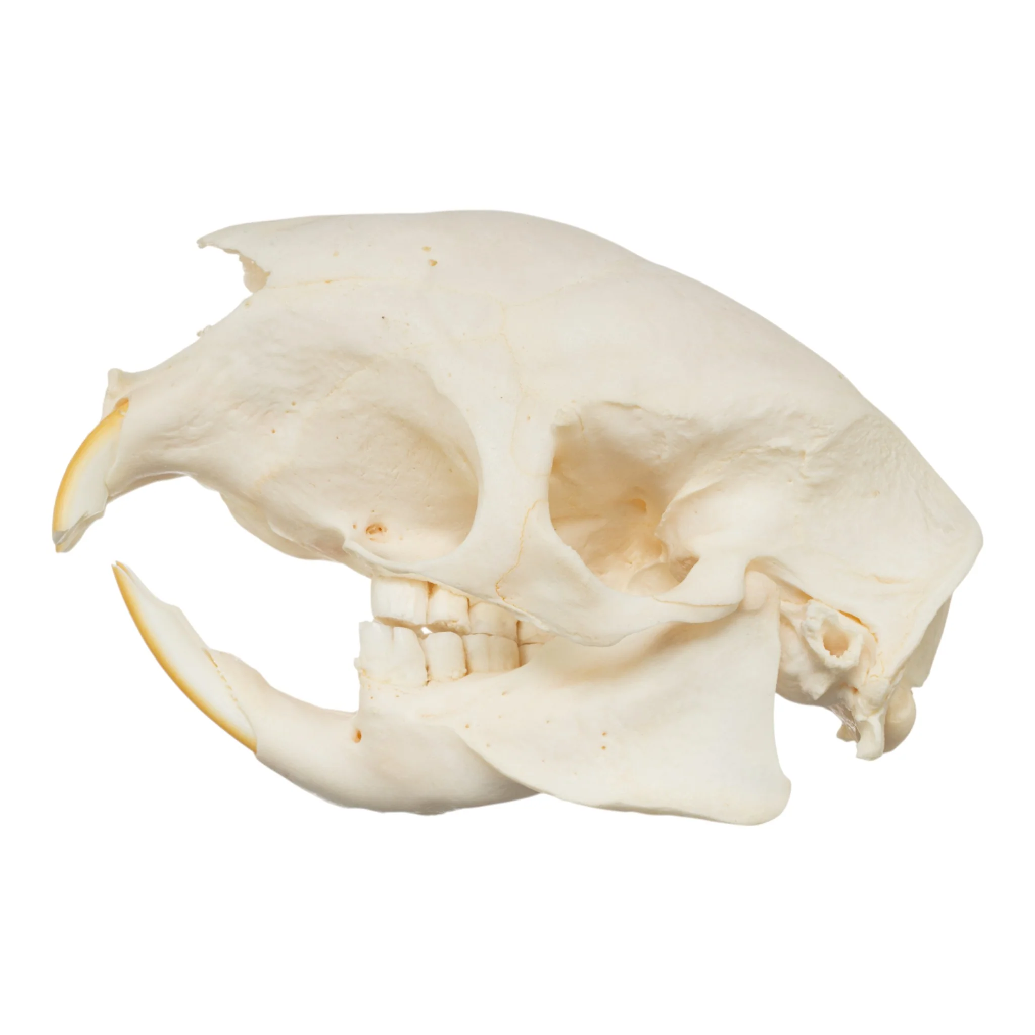 Real African Crested Porcupine Skeleton - Disarticulated - Image 5