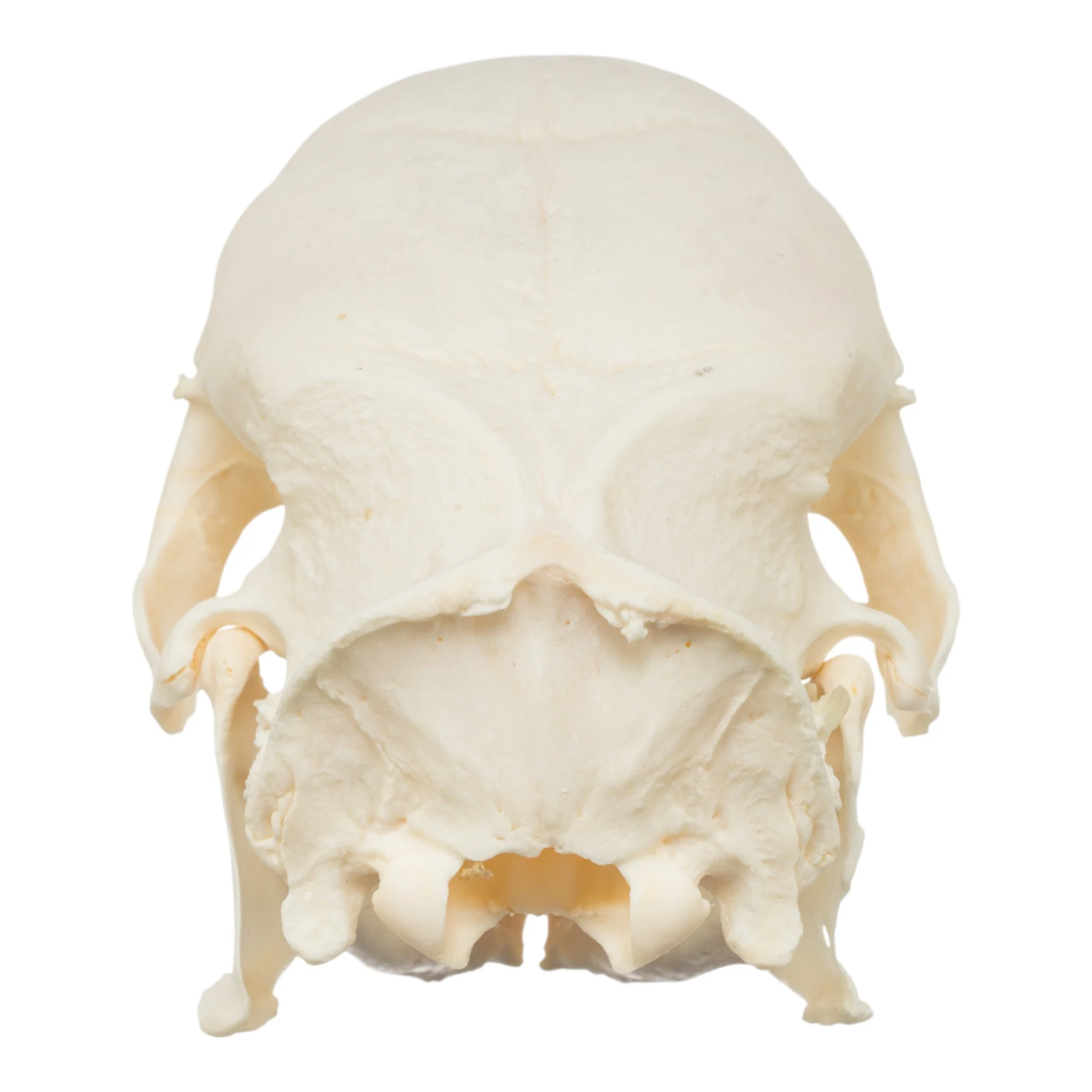 Real African Crested Porcupine Skeleton - Disarticulated - Image 6