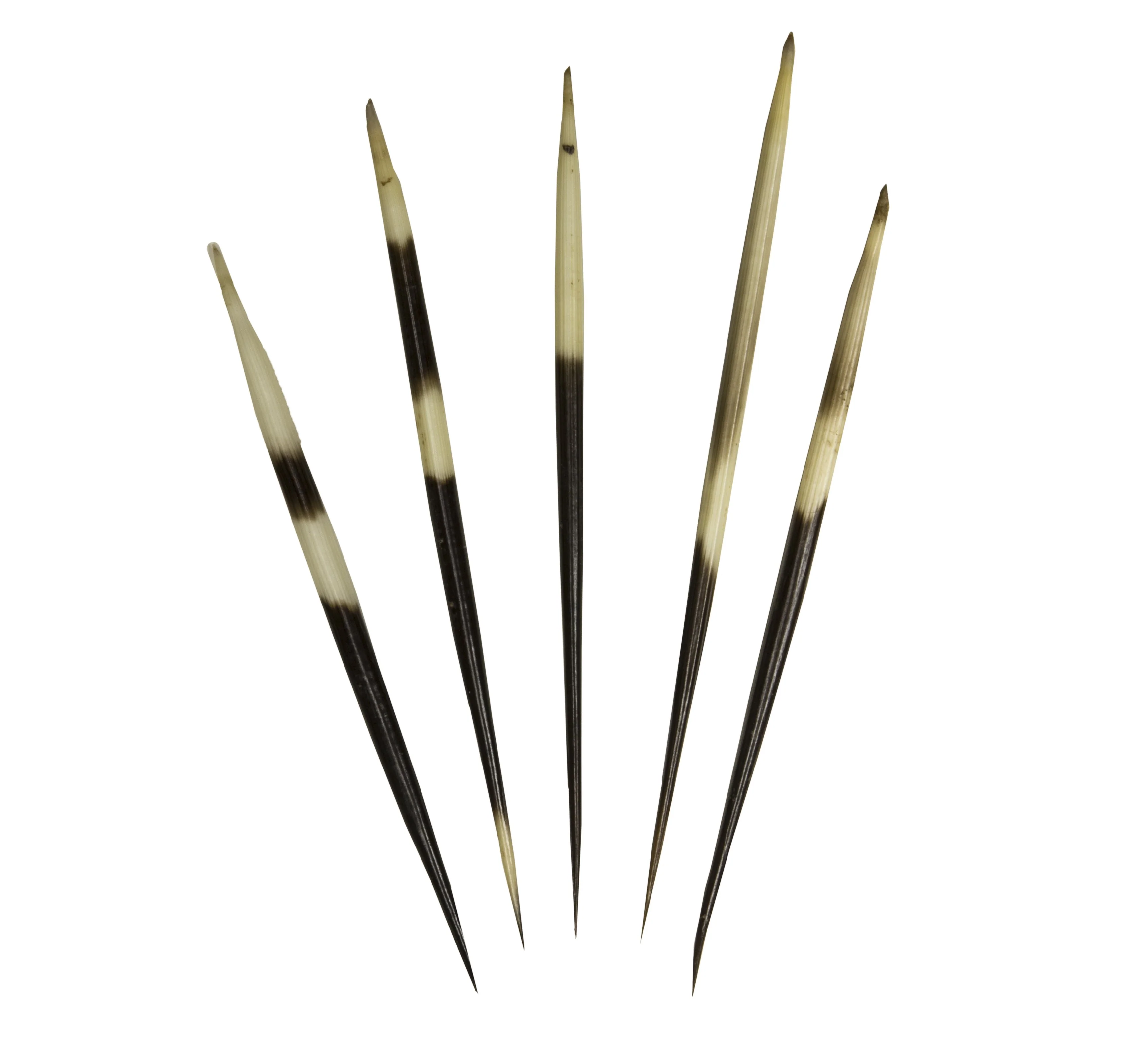 Real African Crested Porcupine Quill - Small (3.0-4.4") - Image 2