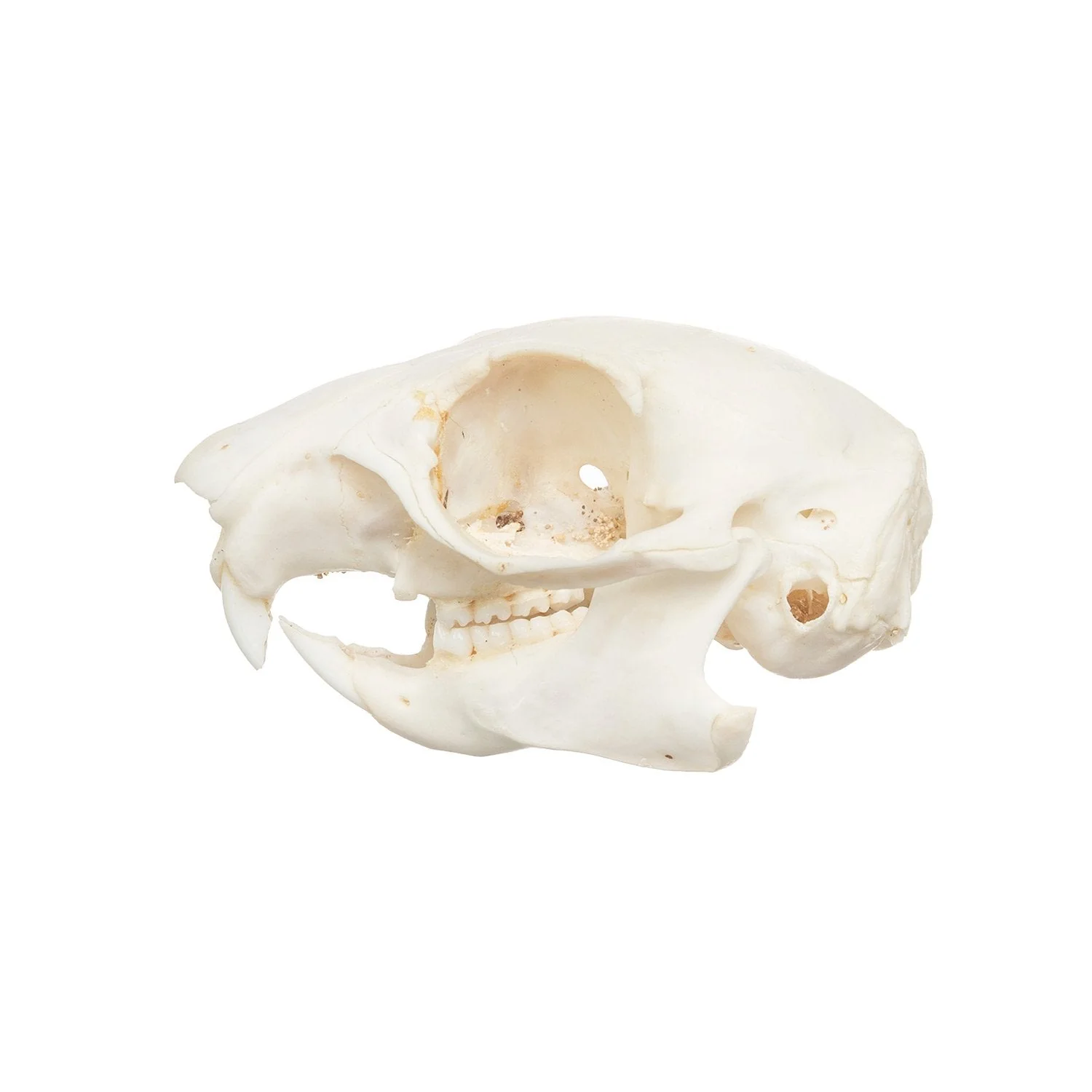 Real African Ground Squirrel Skull - Image 10