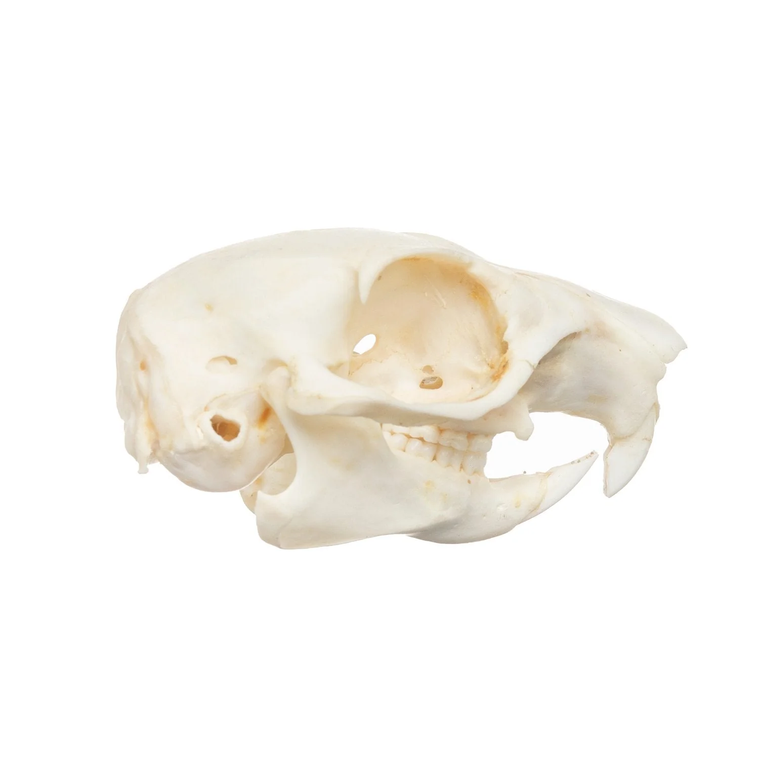 Real African Ground Squirrel Skull - Image 2