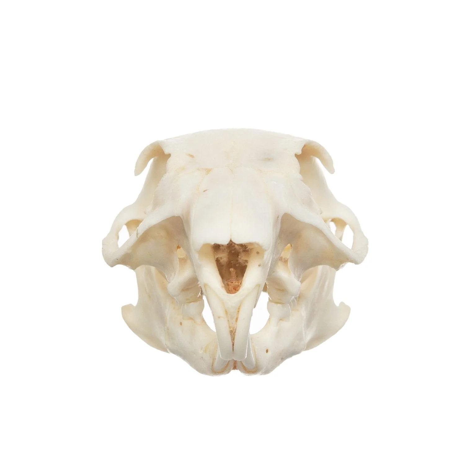 Real African Ground Squirrel Skull - Image 3