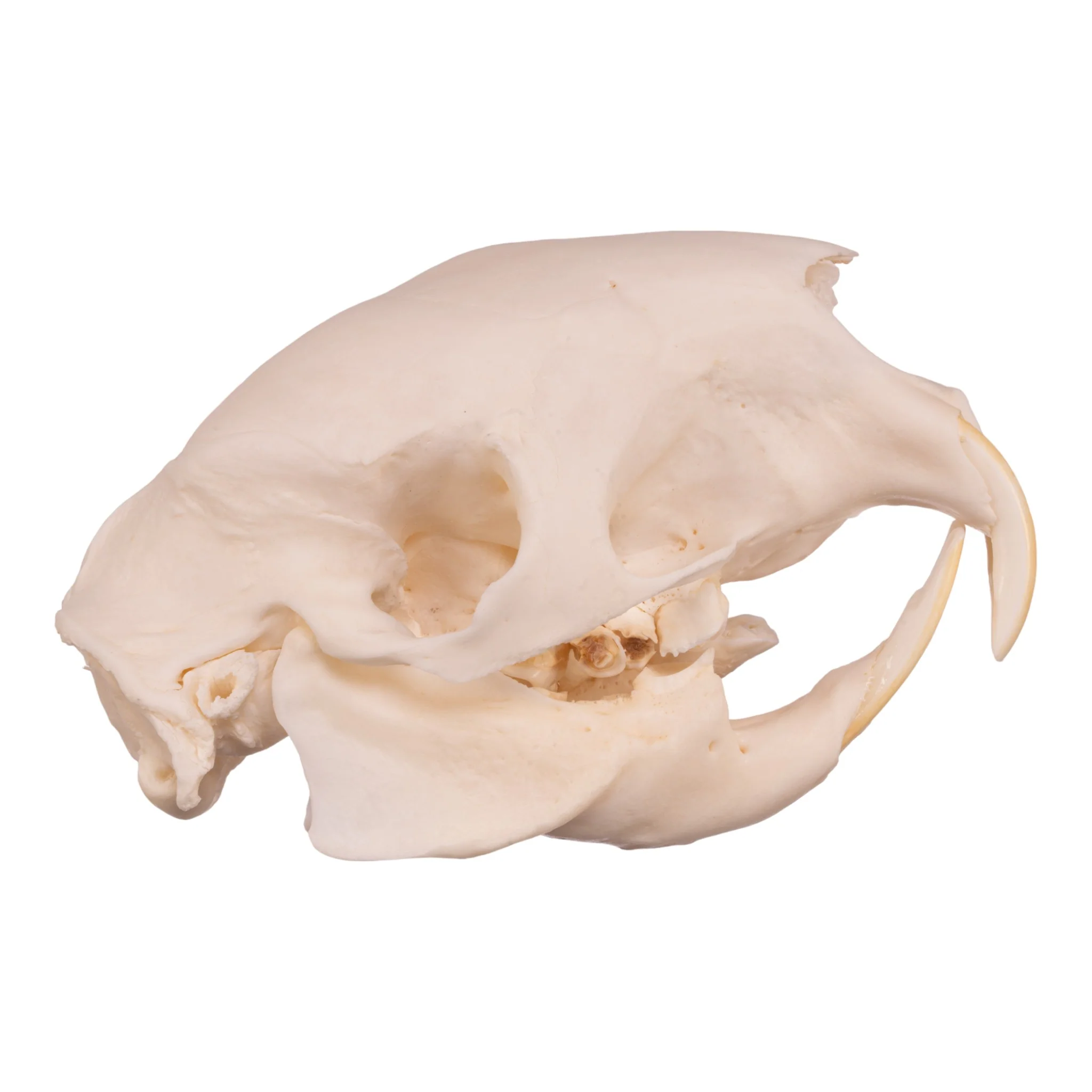 Real African Porcupine Skeleton - Disarticulated - Image 3