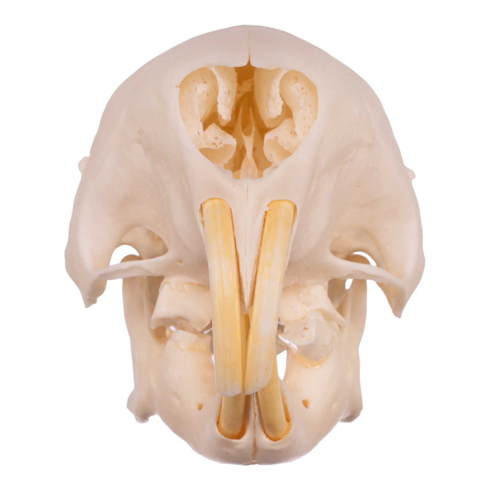 Real African Porcupine Skeleton - Disarticulated - Image 4