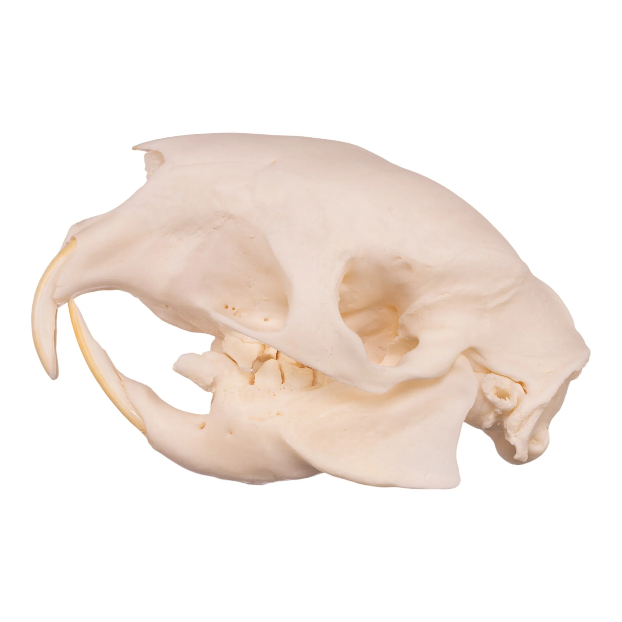 Real African Porcupine Skeleton - Disarticulated - Image 5