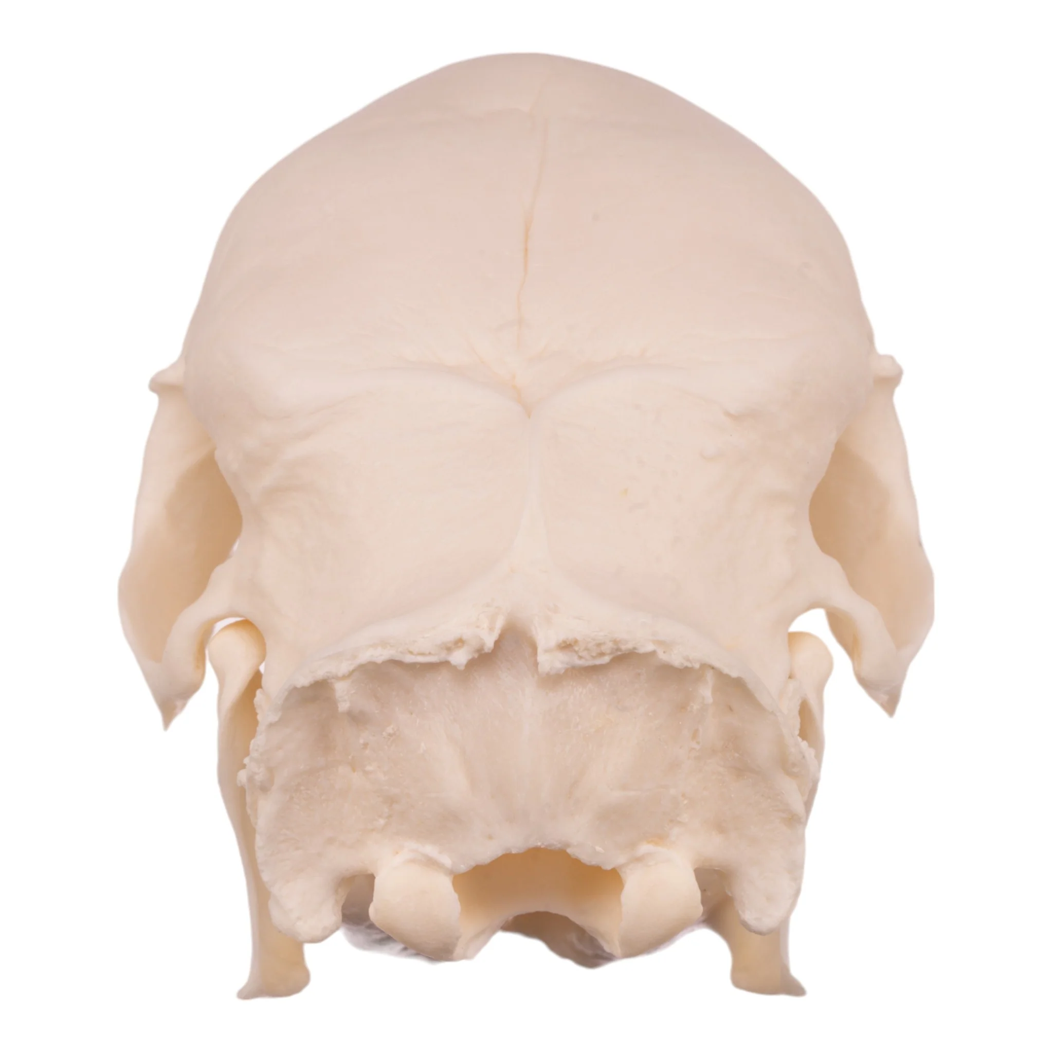 Real African Porcupine Skeleton - Disarticulated - Image 6