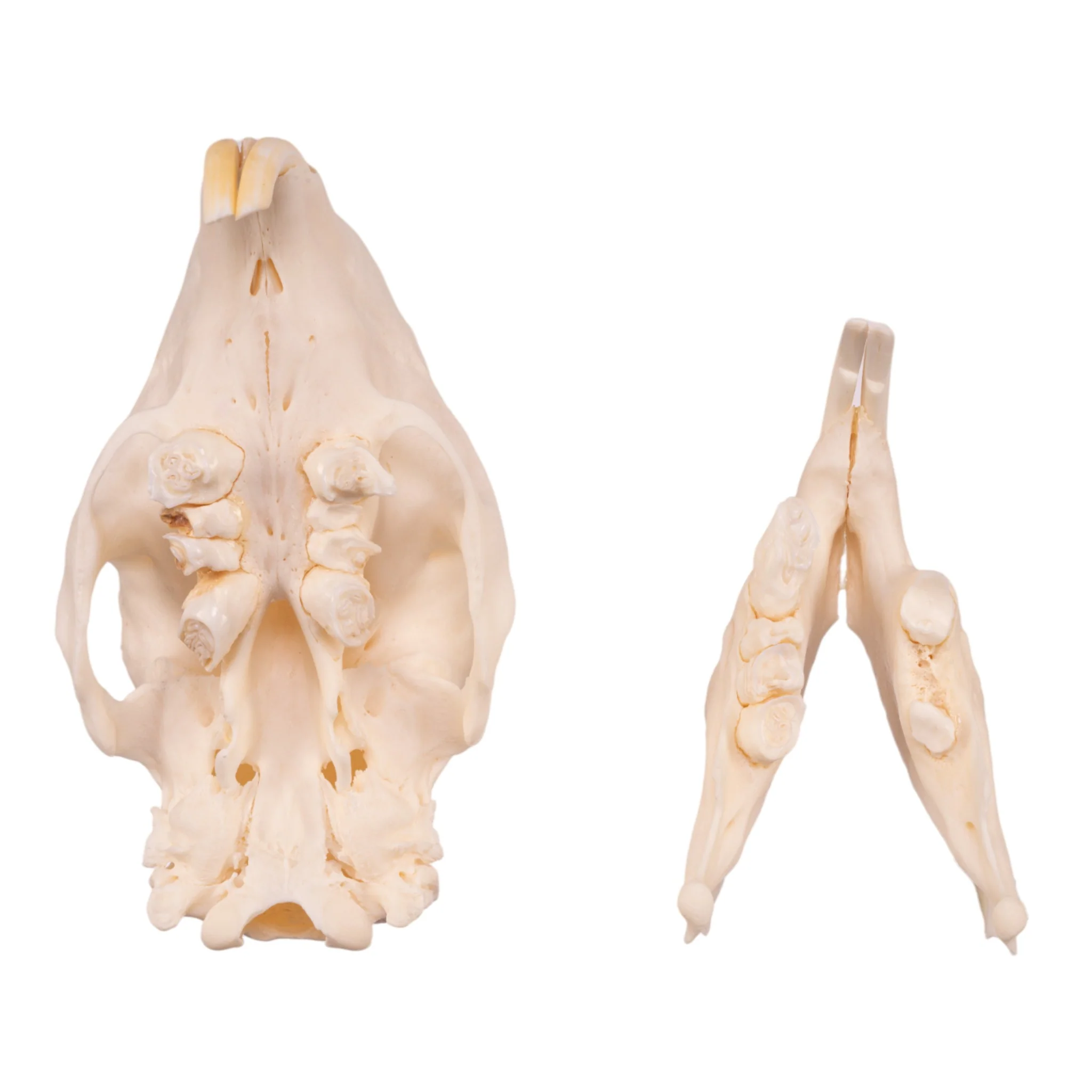 Real African Porcupine Skeleton - Disarticulated - Image 7