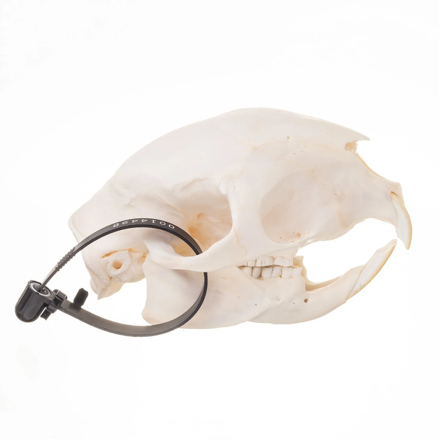 Real African Porcupine Skeleton - Disarticulated - Image 3