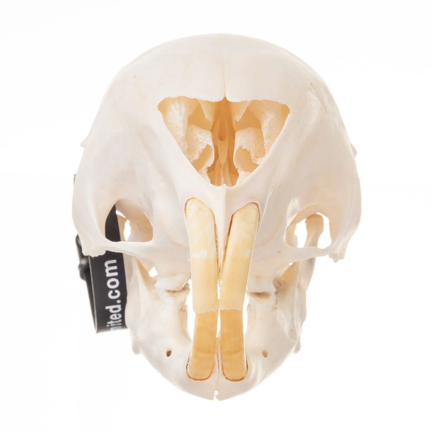 Real African Porcupine Skeleton - Disarticulated - Image 4