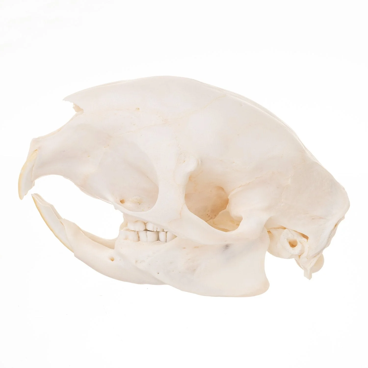 Real African Porcupine Skeleton - Disarticulated - Image 5
