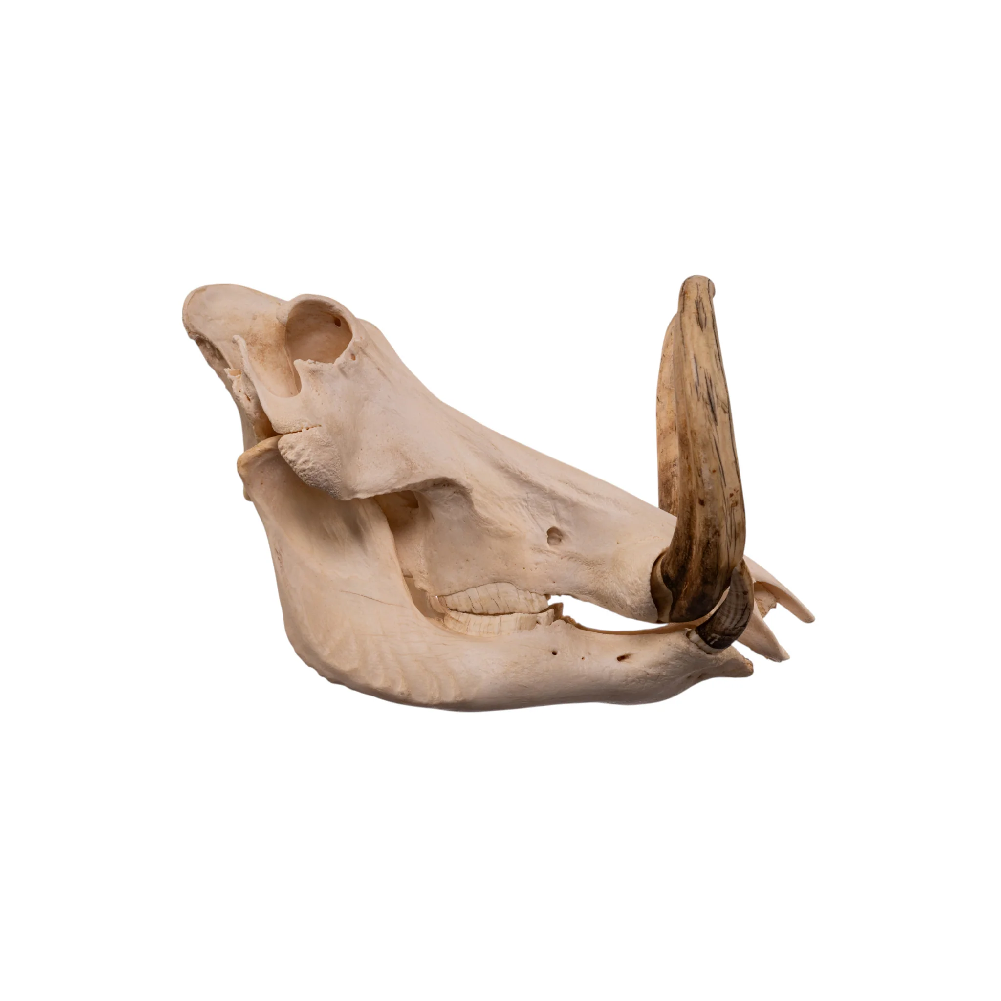 Real African Warthog Skull - Image 2