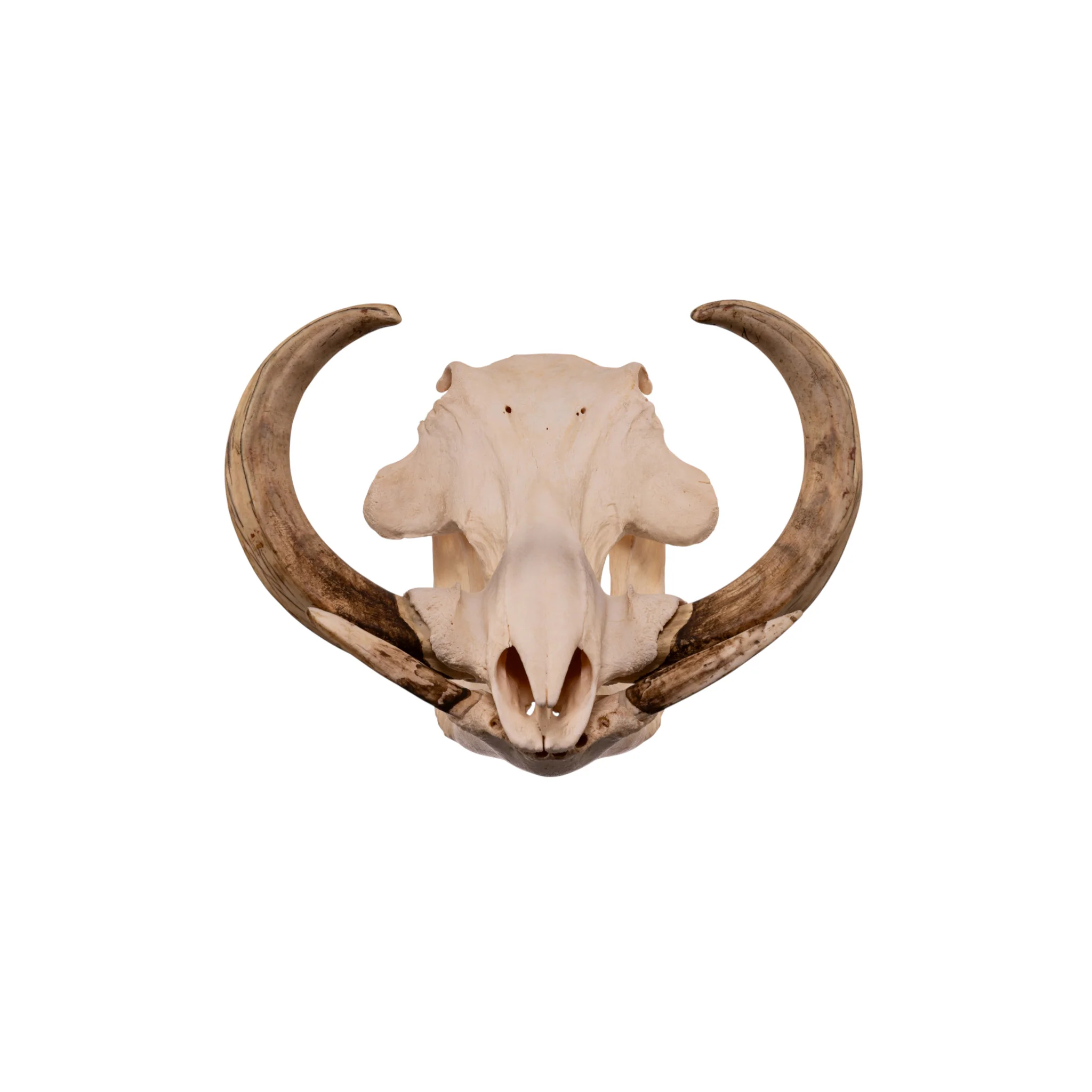 Real African Warthog Skull - Image 3