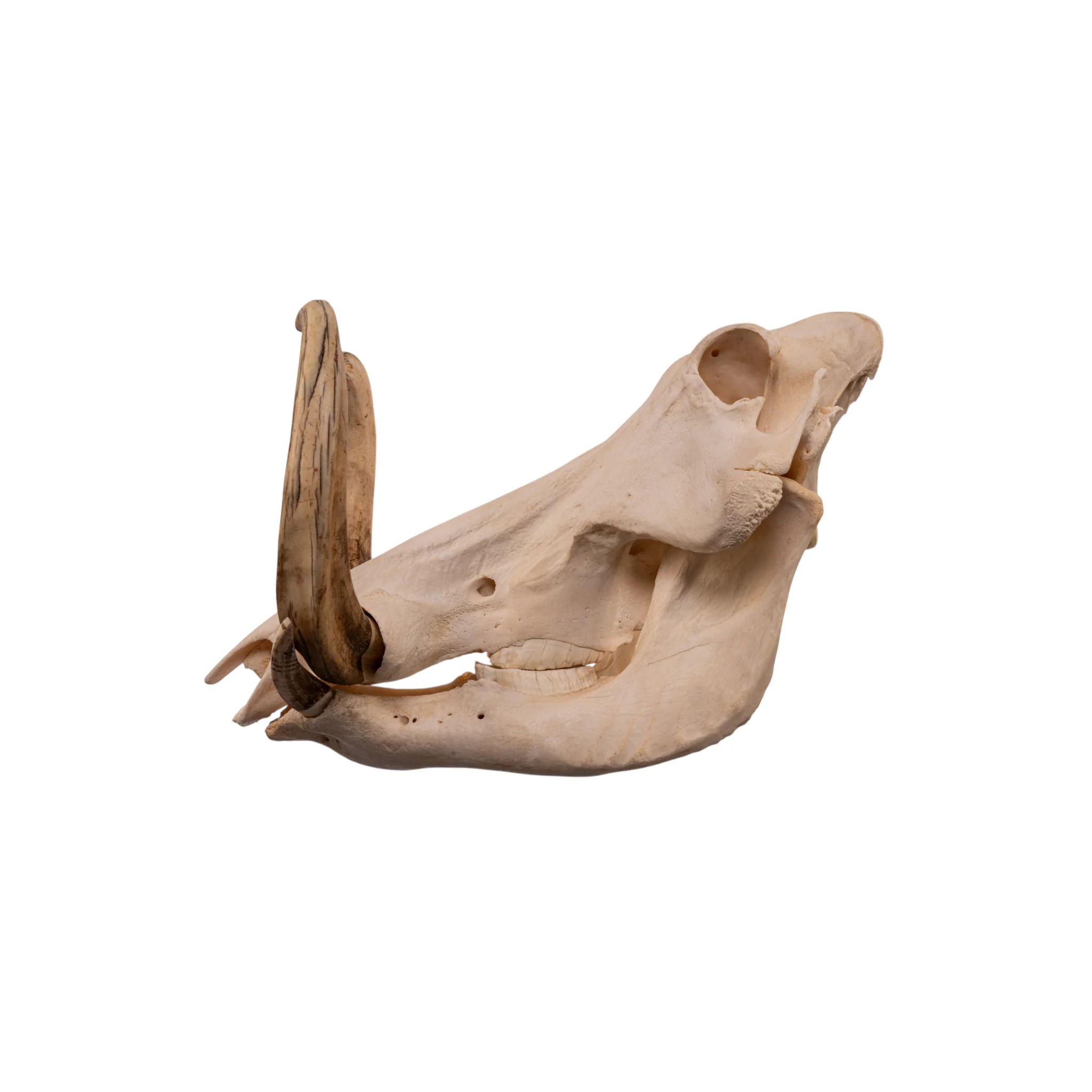 Real African Warthog Skull - Image 4