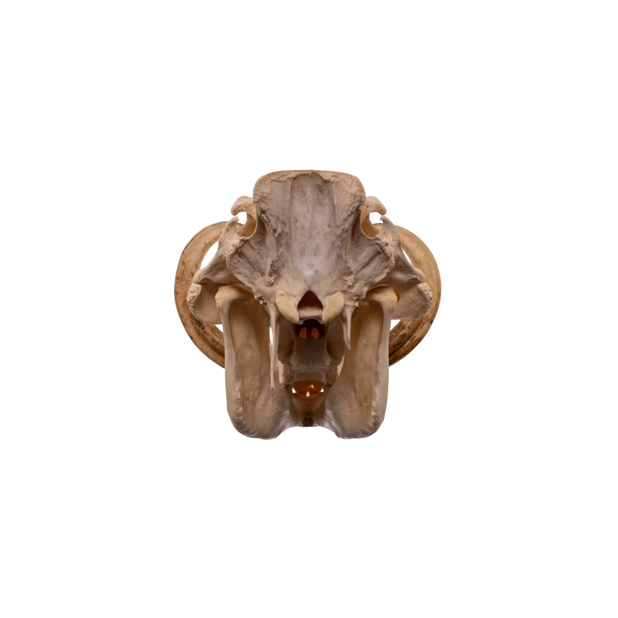 Real African Warthog Skull - Image 5