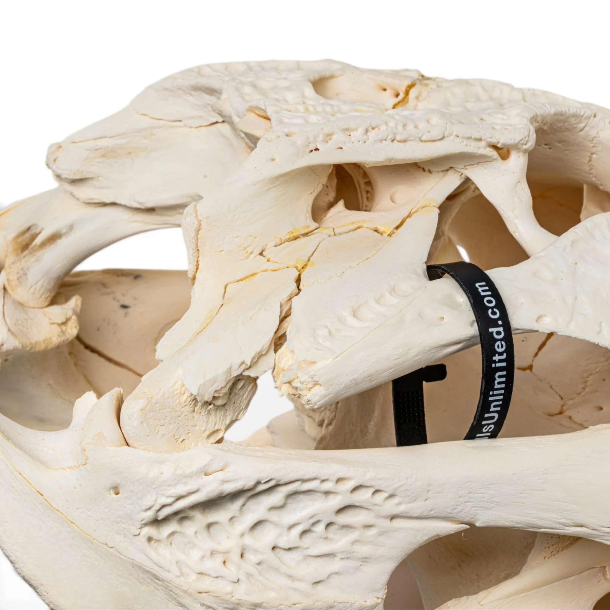 Real American Alligator Skeleton - Disarticulated - Impaired - Image 7