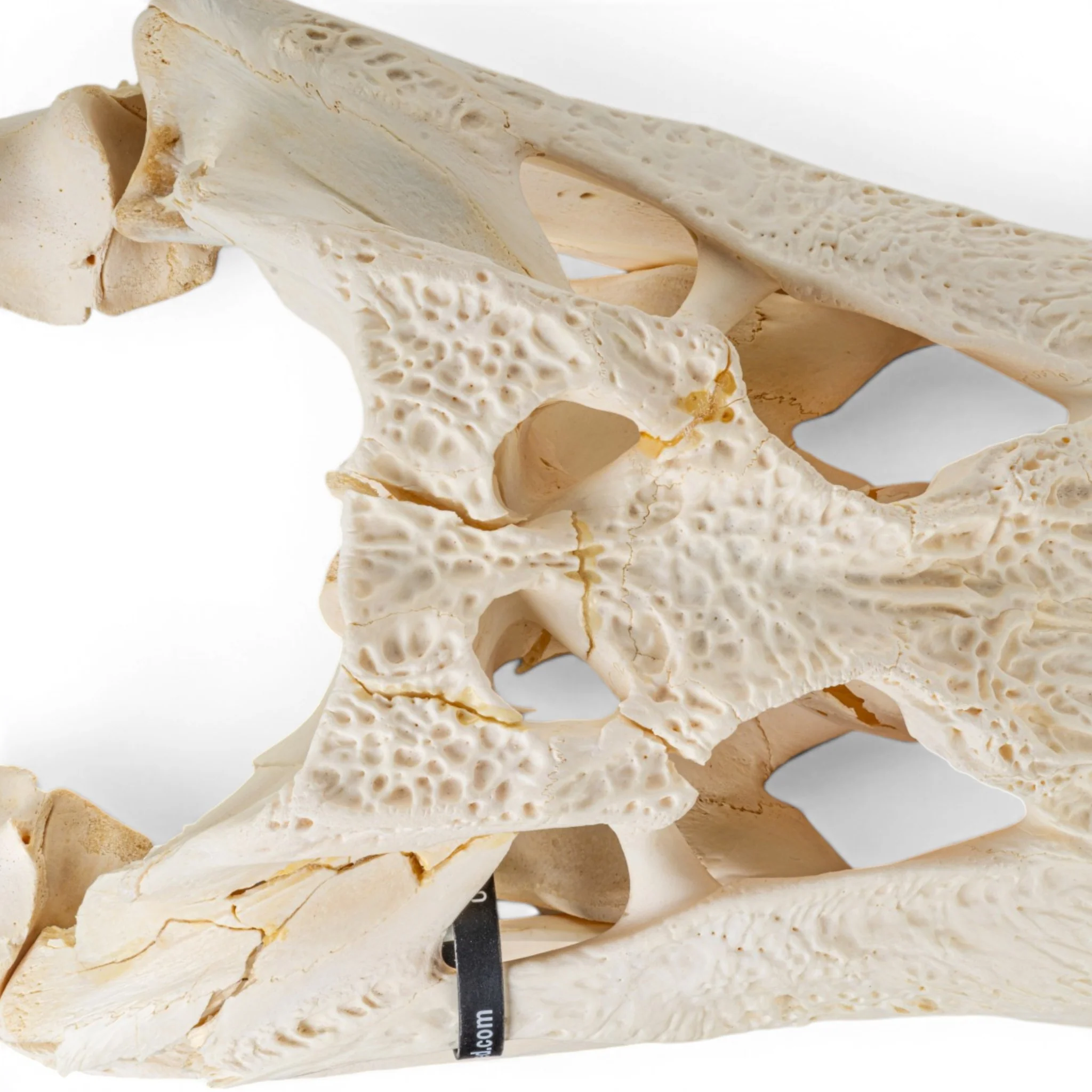 Real American Alligator Skeleton - Disarticulated - Impaired - Image 8