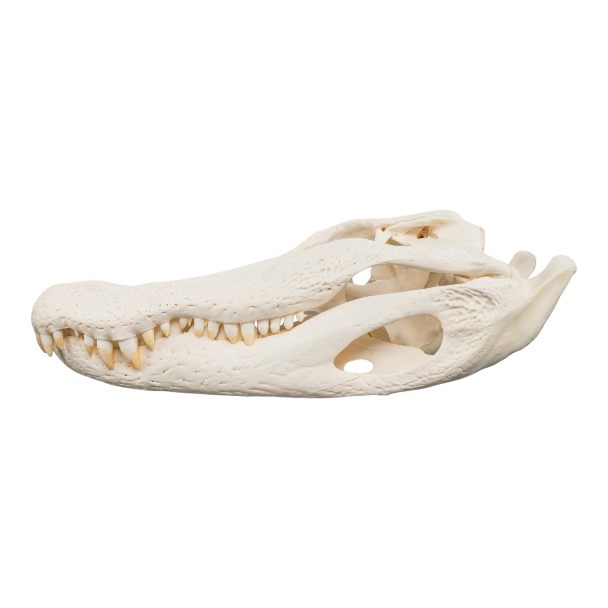 Real American Alligator Skull - Image 4