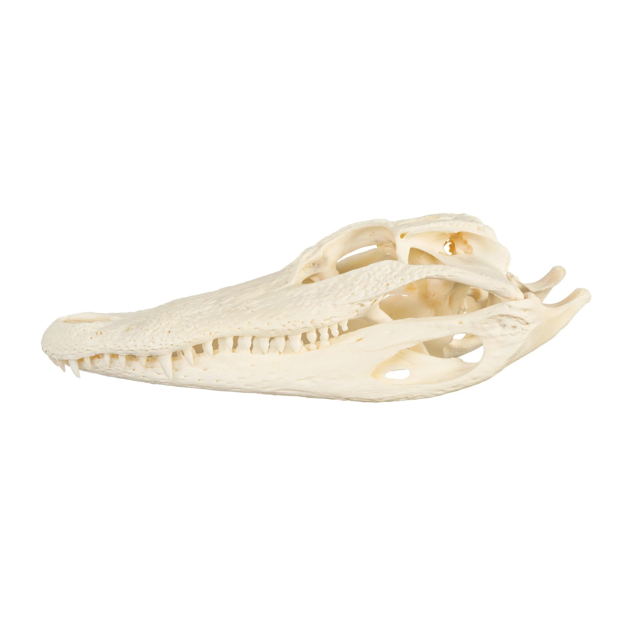 Real American Alligator Skull - 9-12 in. - Image 4