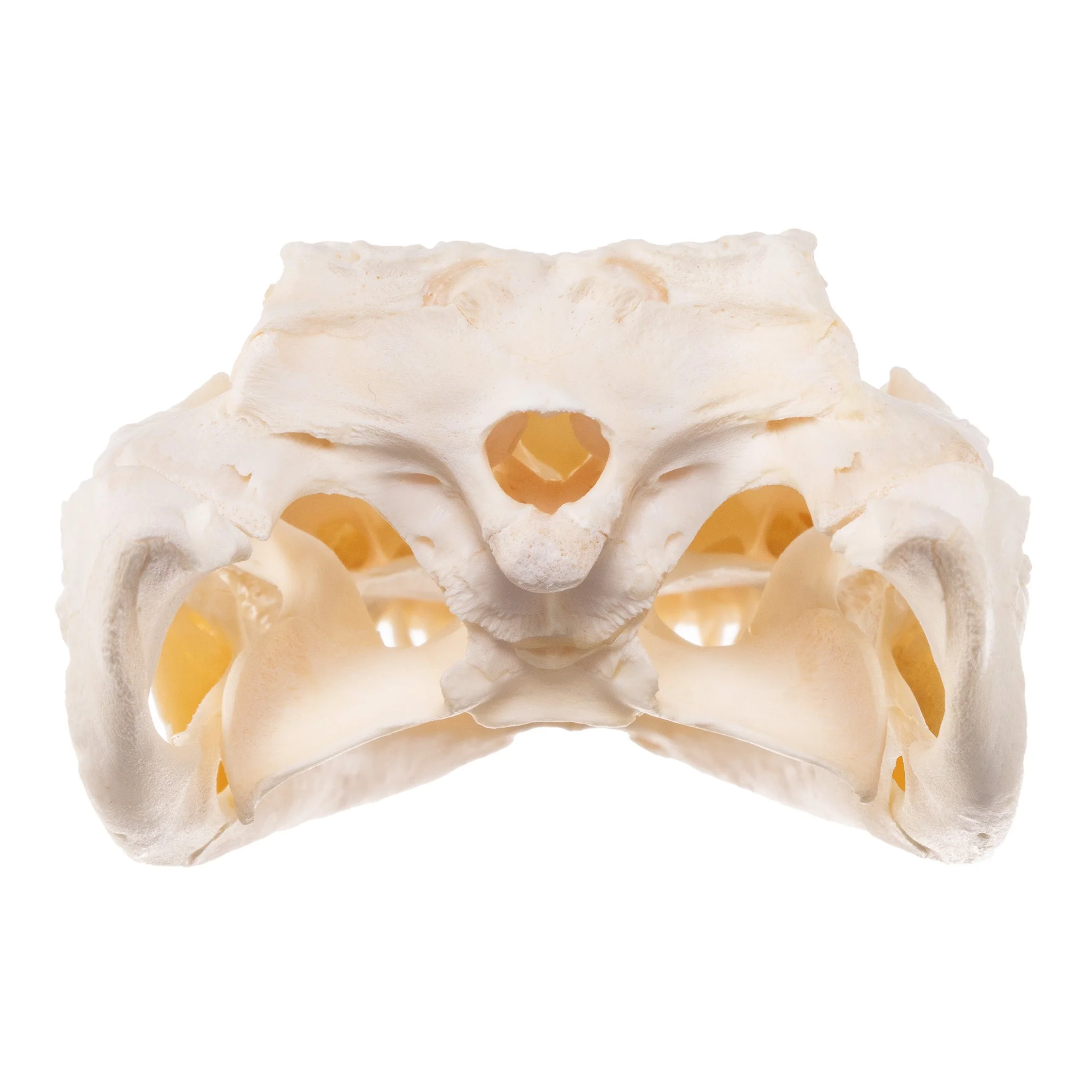Real American Alligator Skull - 6 to 9 in. - Image 5