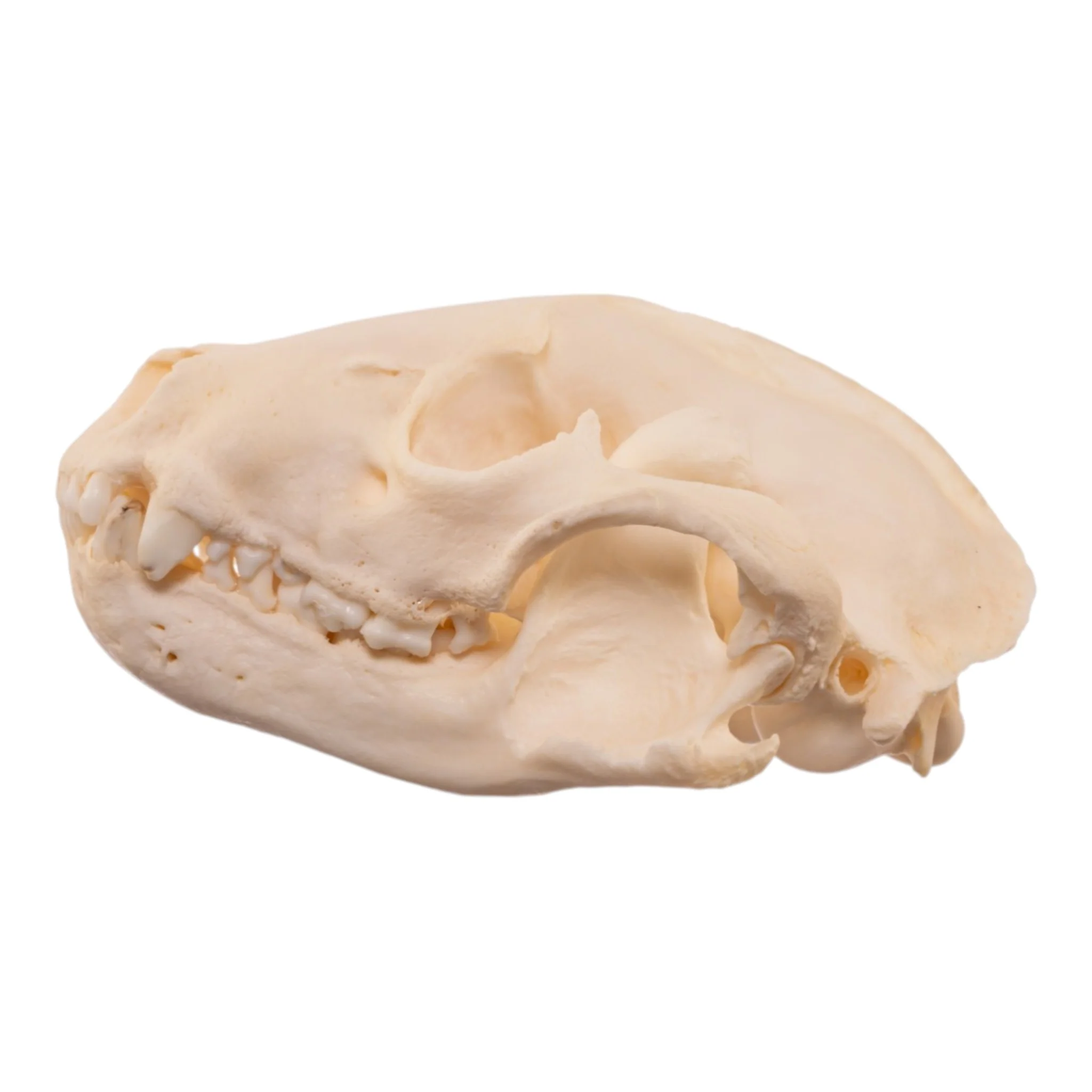 Real Raccoon Skull - Pathology - Image 4