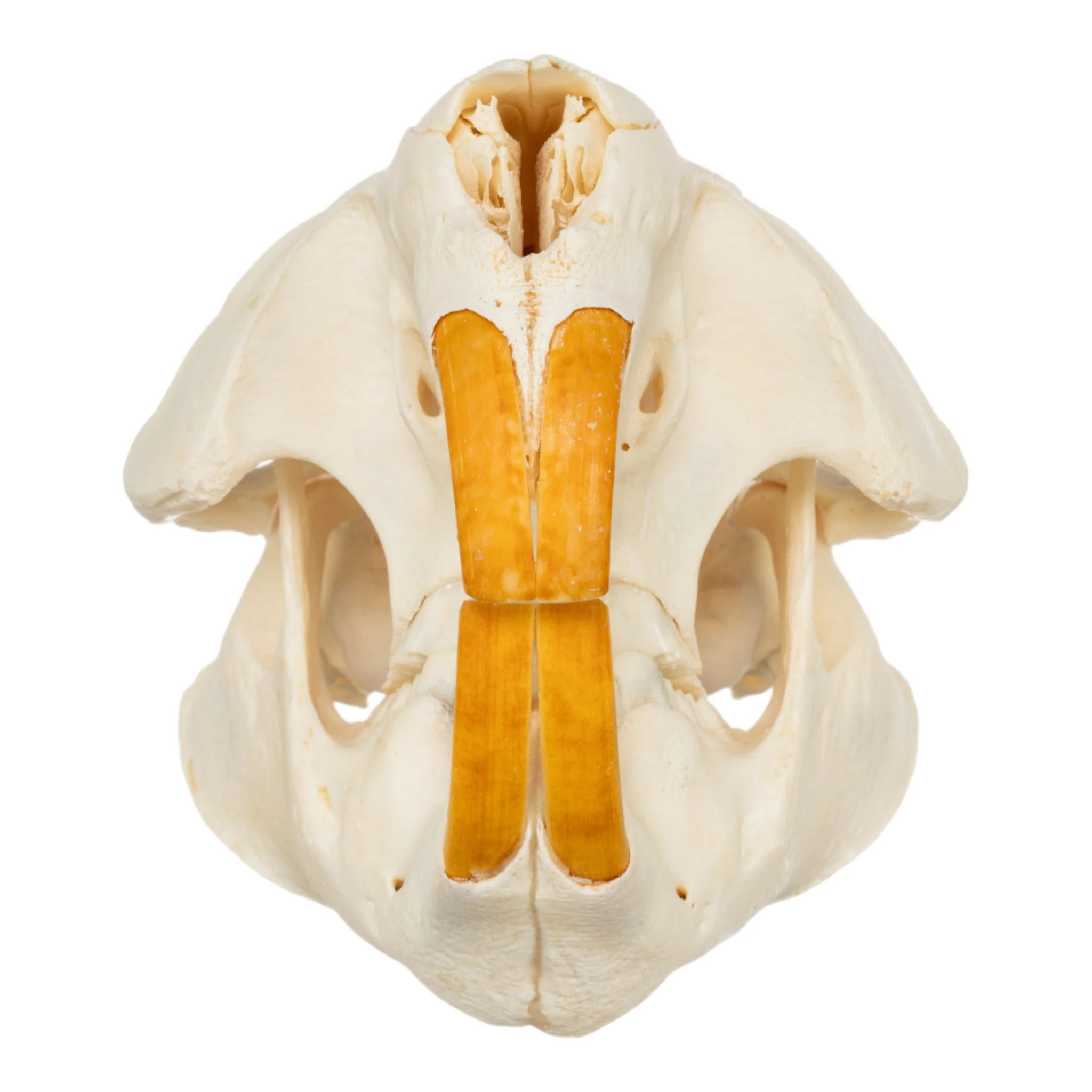 Real American Beaver Skull - Image 3
