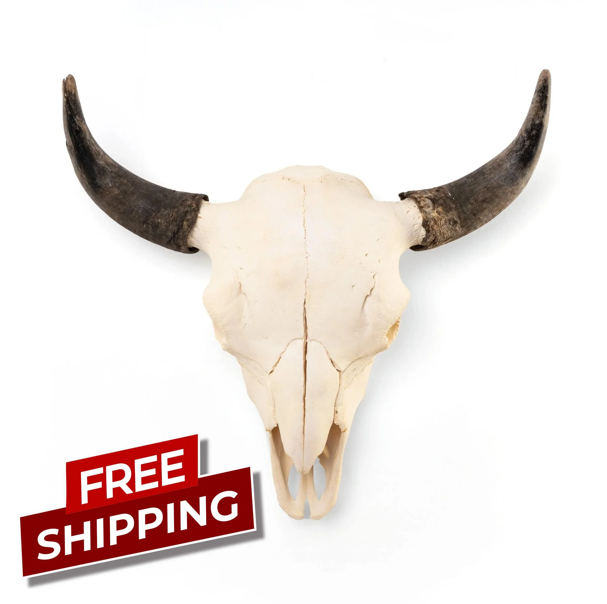 Real American Bison Skull - Image 4