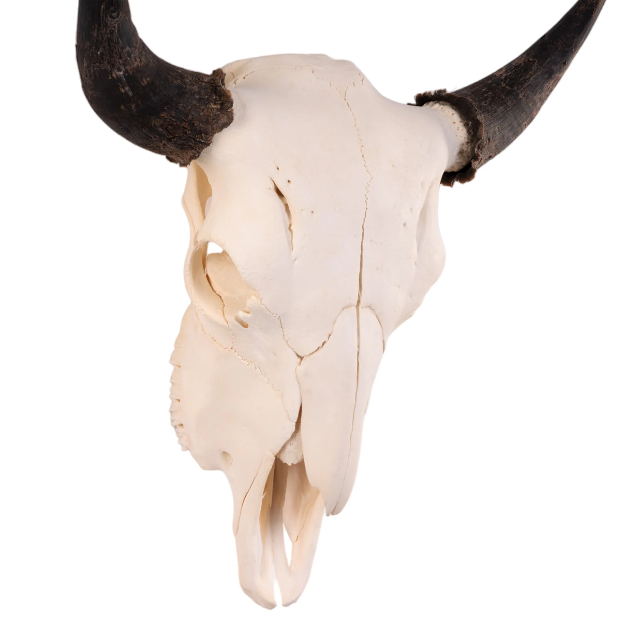 Real American Bison Skull - Image 5