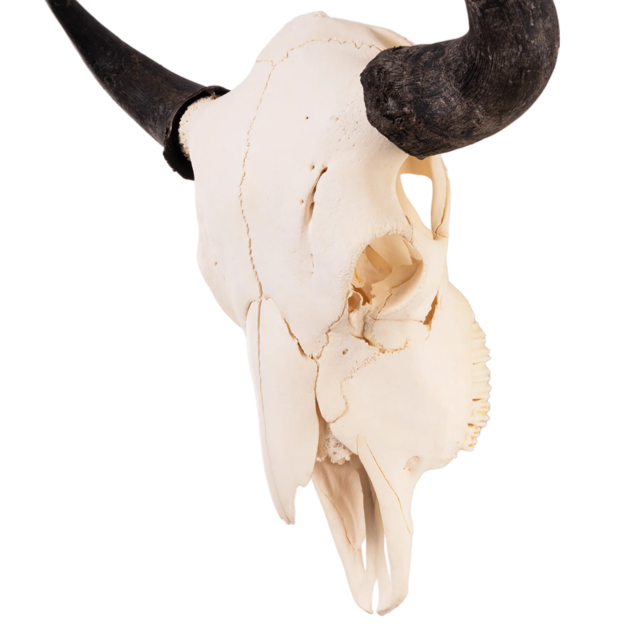 Real American Bison Skull - Image 7