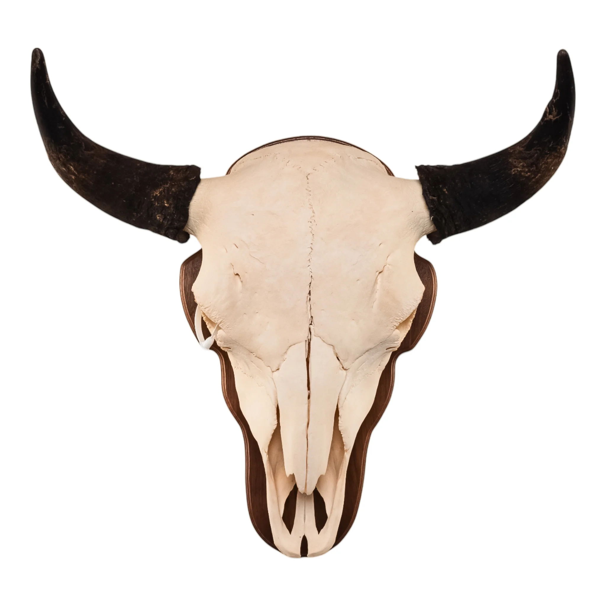 Real American Bison Skull - Image 8