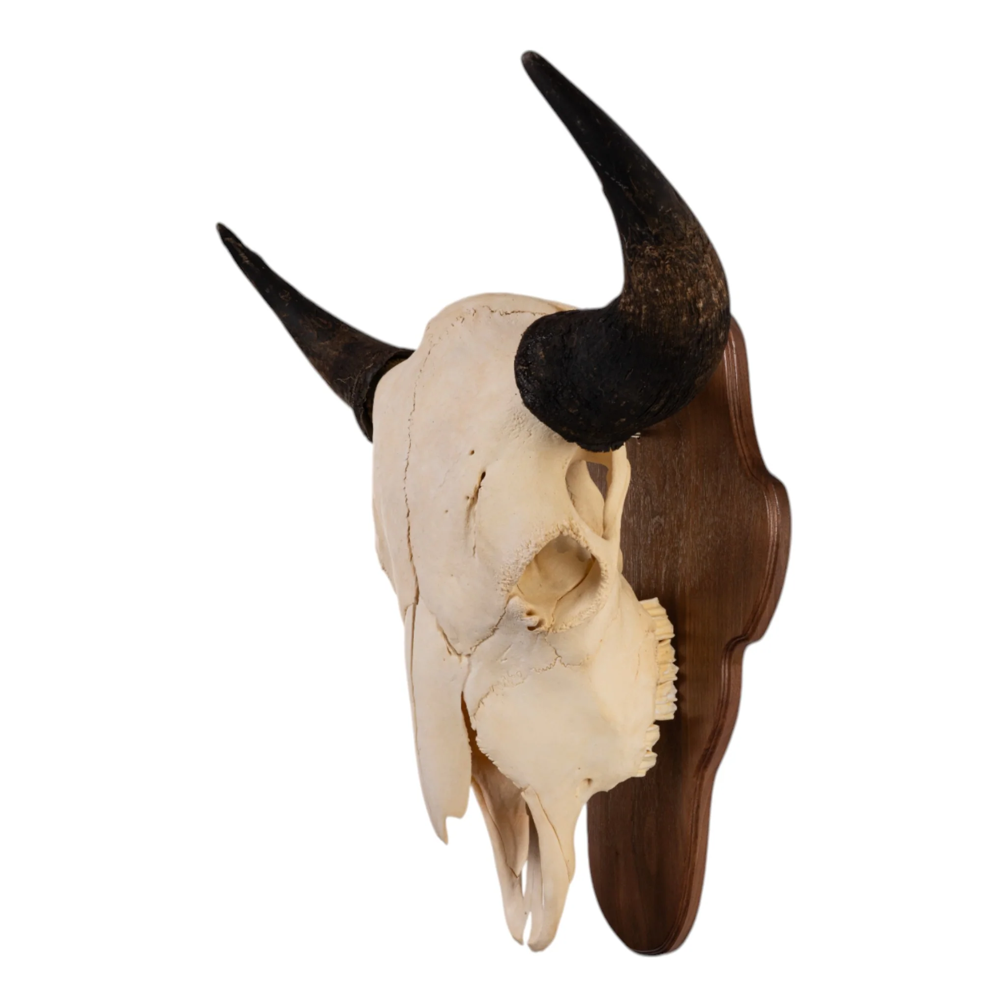 Real American Bison Skull - Image 9