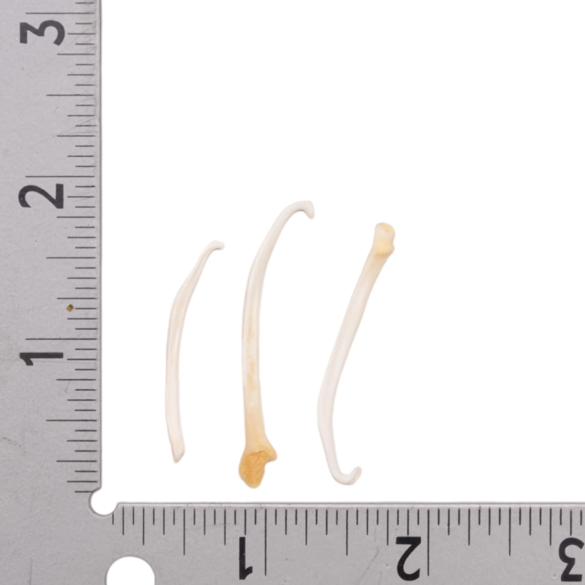 Real American Mink Baculum - Image 2