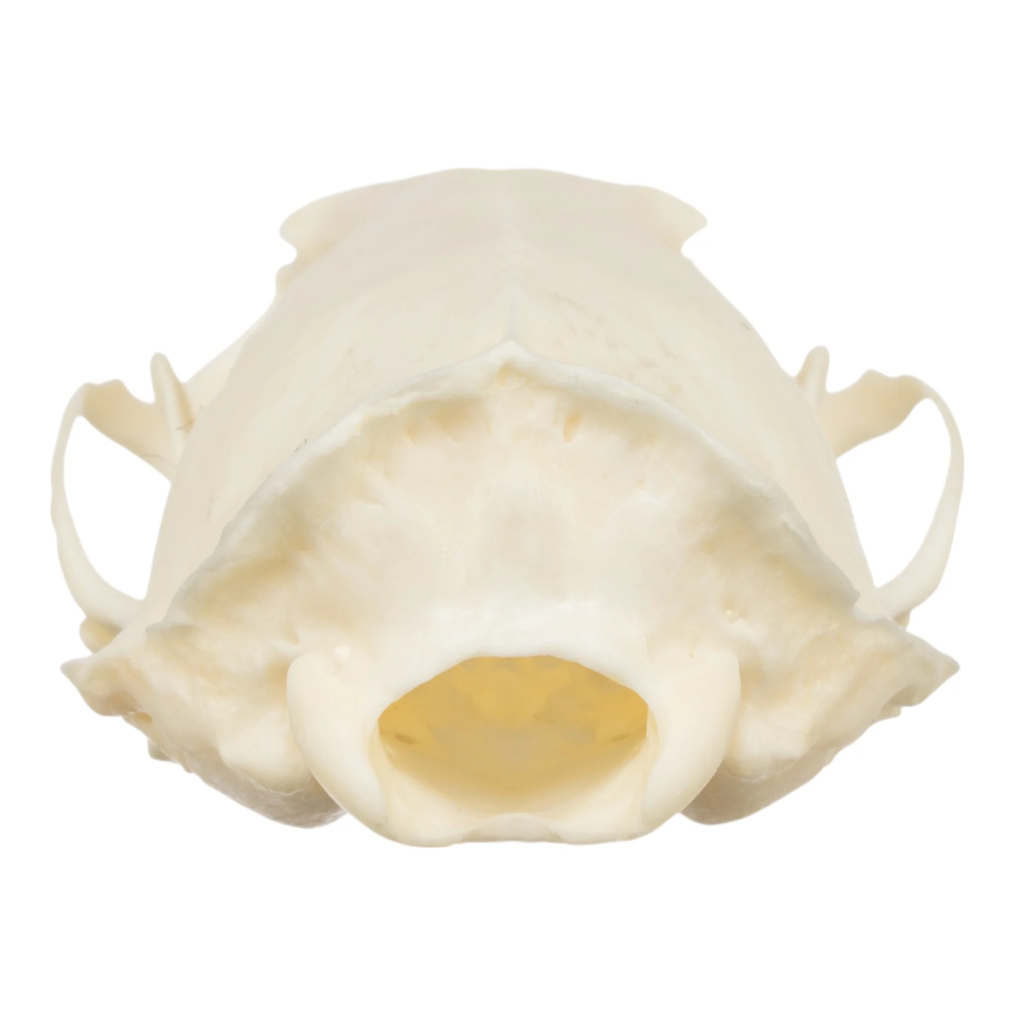 Real American Mink Skull - Image 5
