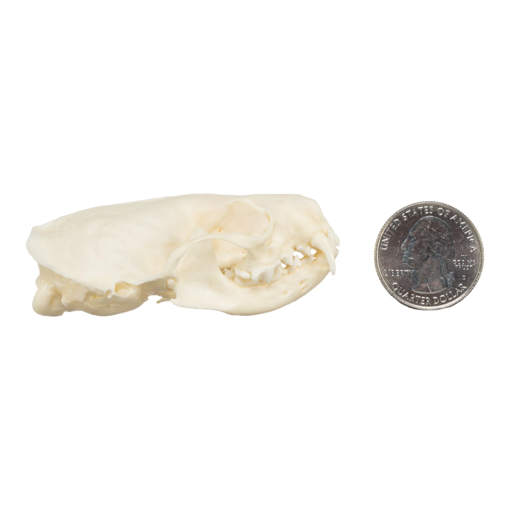 Real American Mink Skull - Image 6