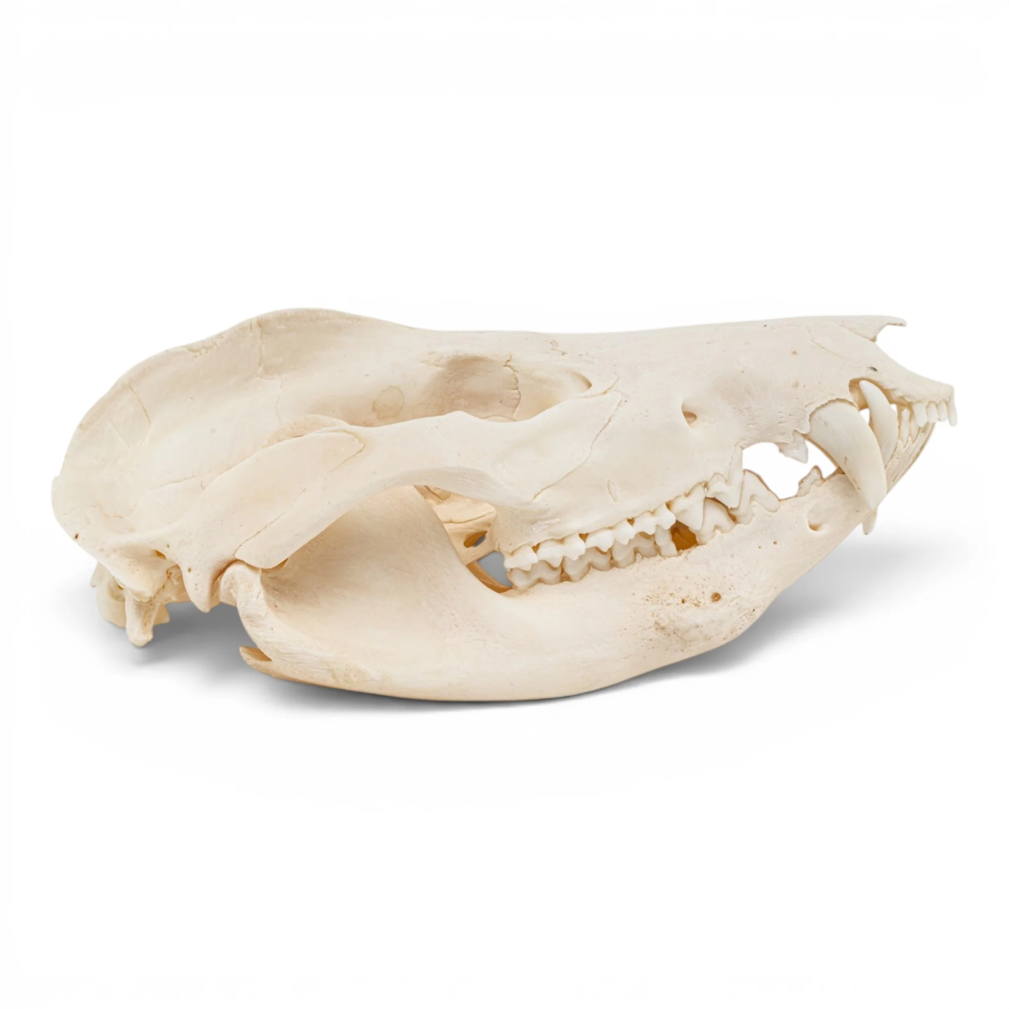 Real American Opossum Skull - Pathology - Image 2
