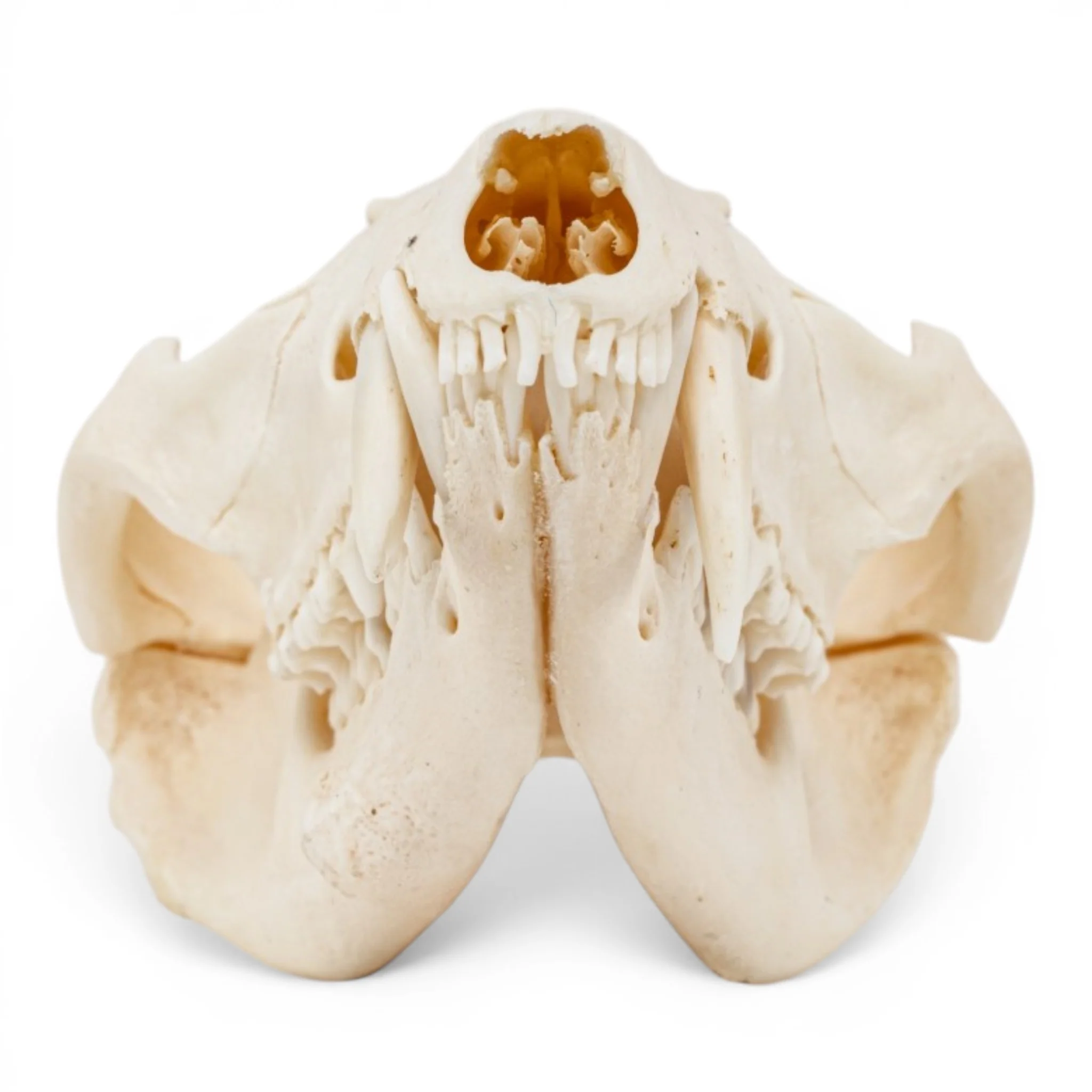 Real American Opossum Skull - Pathology - Image 3