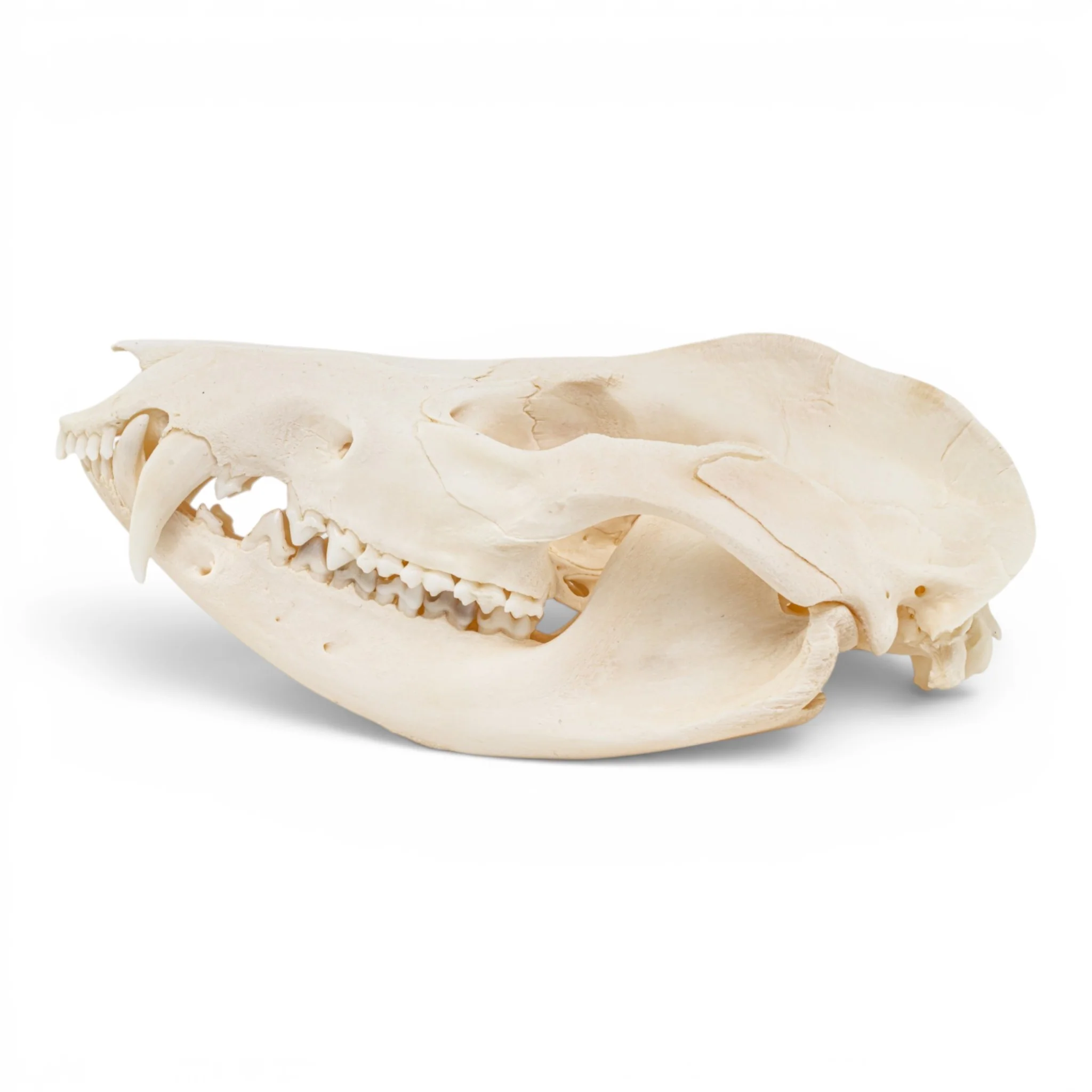 Real American Opossum Skull - Pathology - Image 4