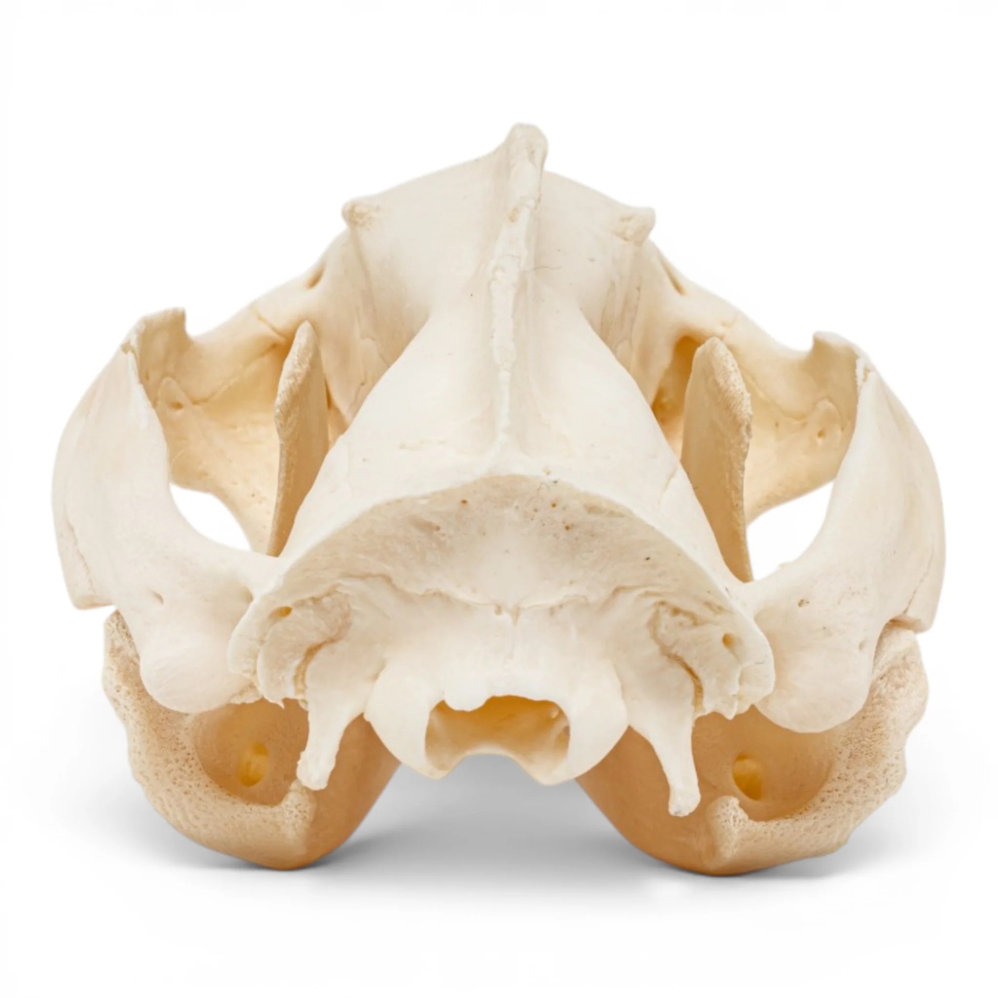 Real American Opossum Skull - Pathology - Image 5