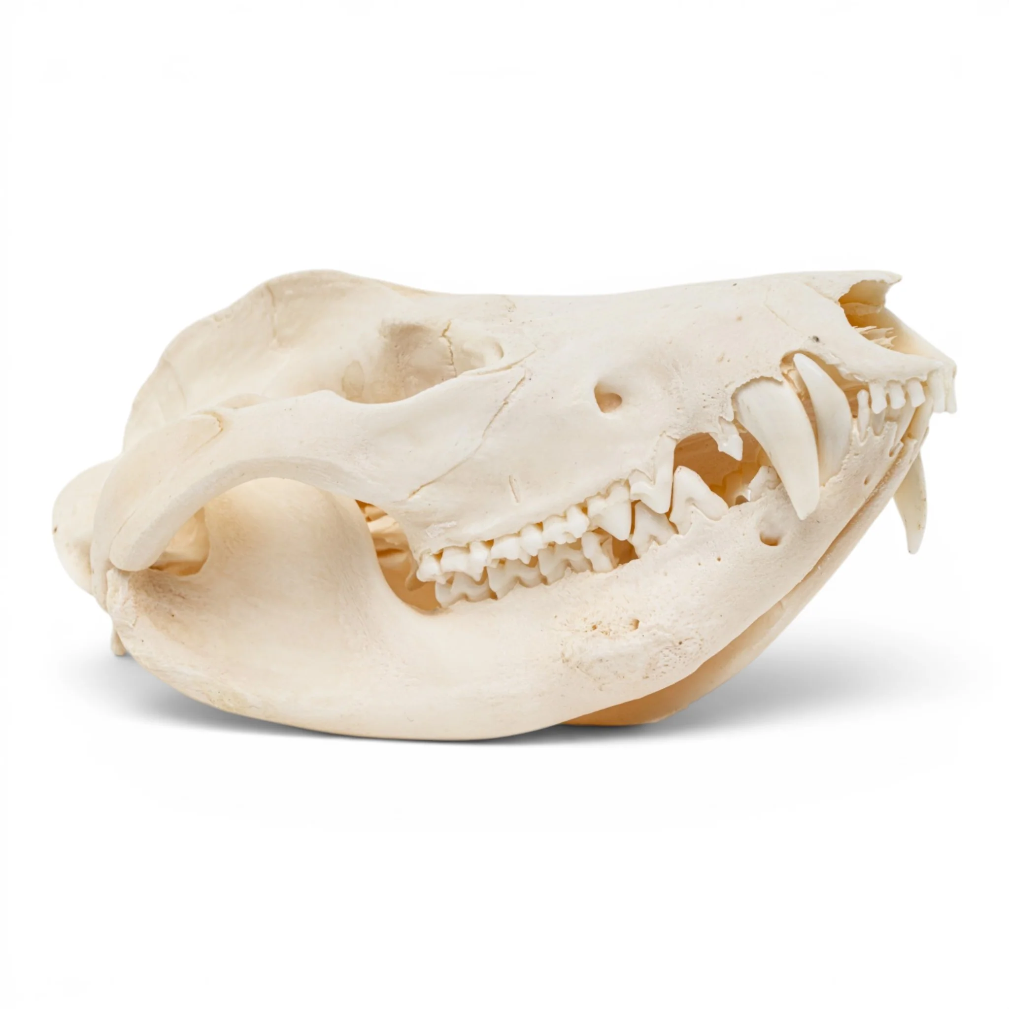 Real American Opossum Skull - Pathology - Image 6