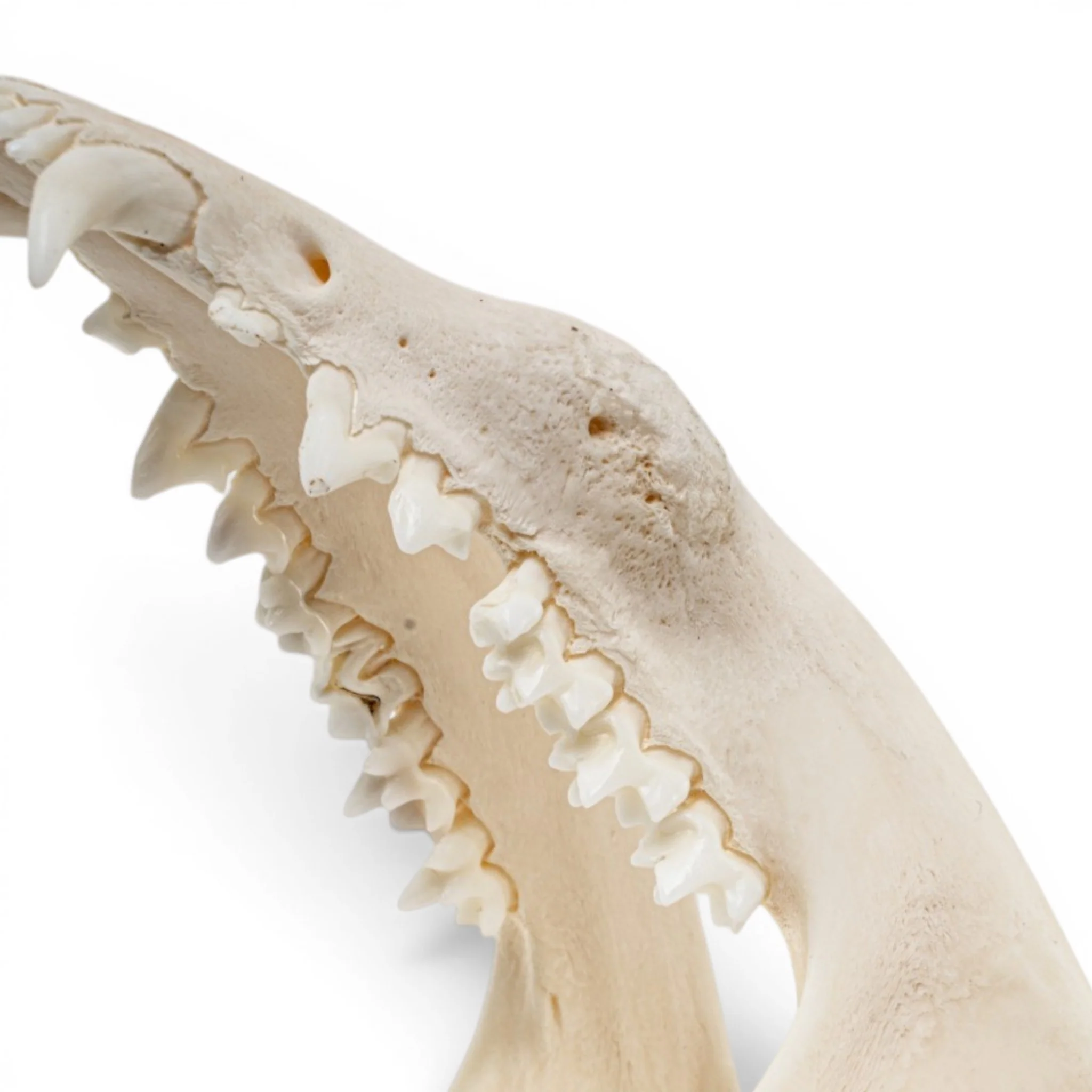 Real American Opossum Skull - Pathology - Image 7