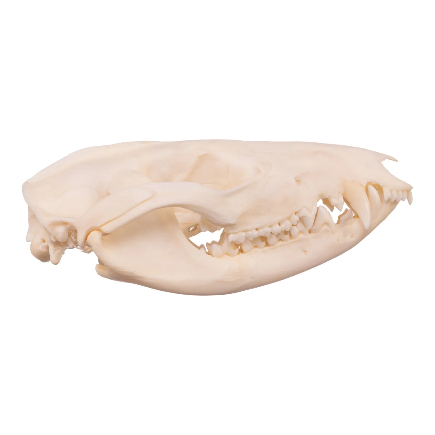 Real American Opossum Skull - Adolescent - Image 2