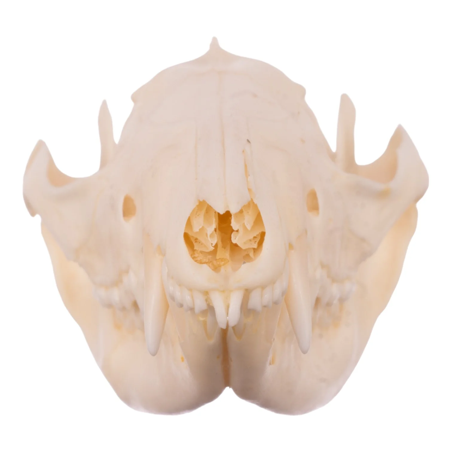 Real American Opossum Skull - Adolescent - Image 3
