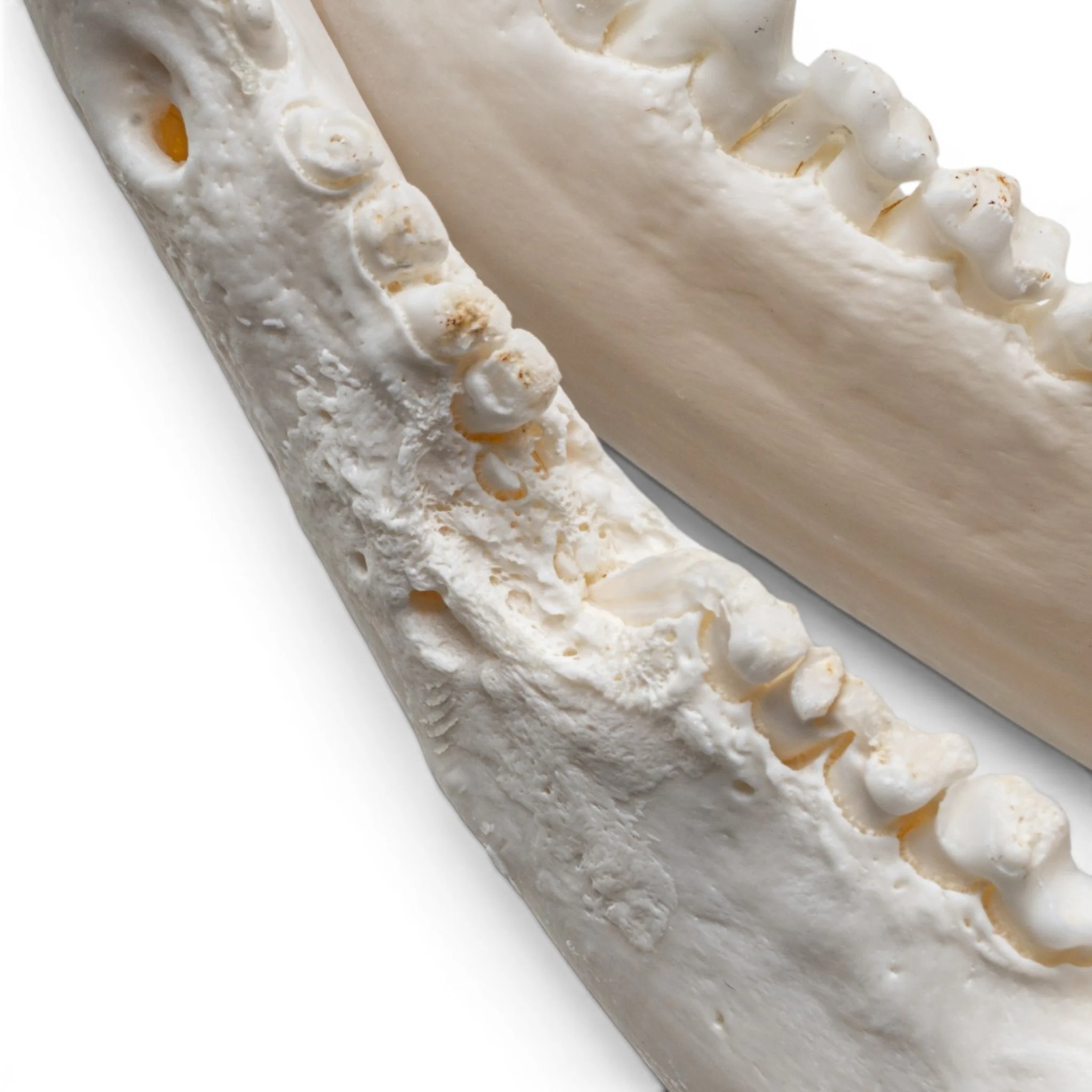 Real American Opossum Skull - Pathology - Image 8