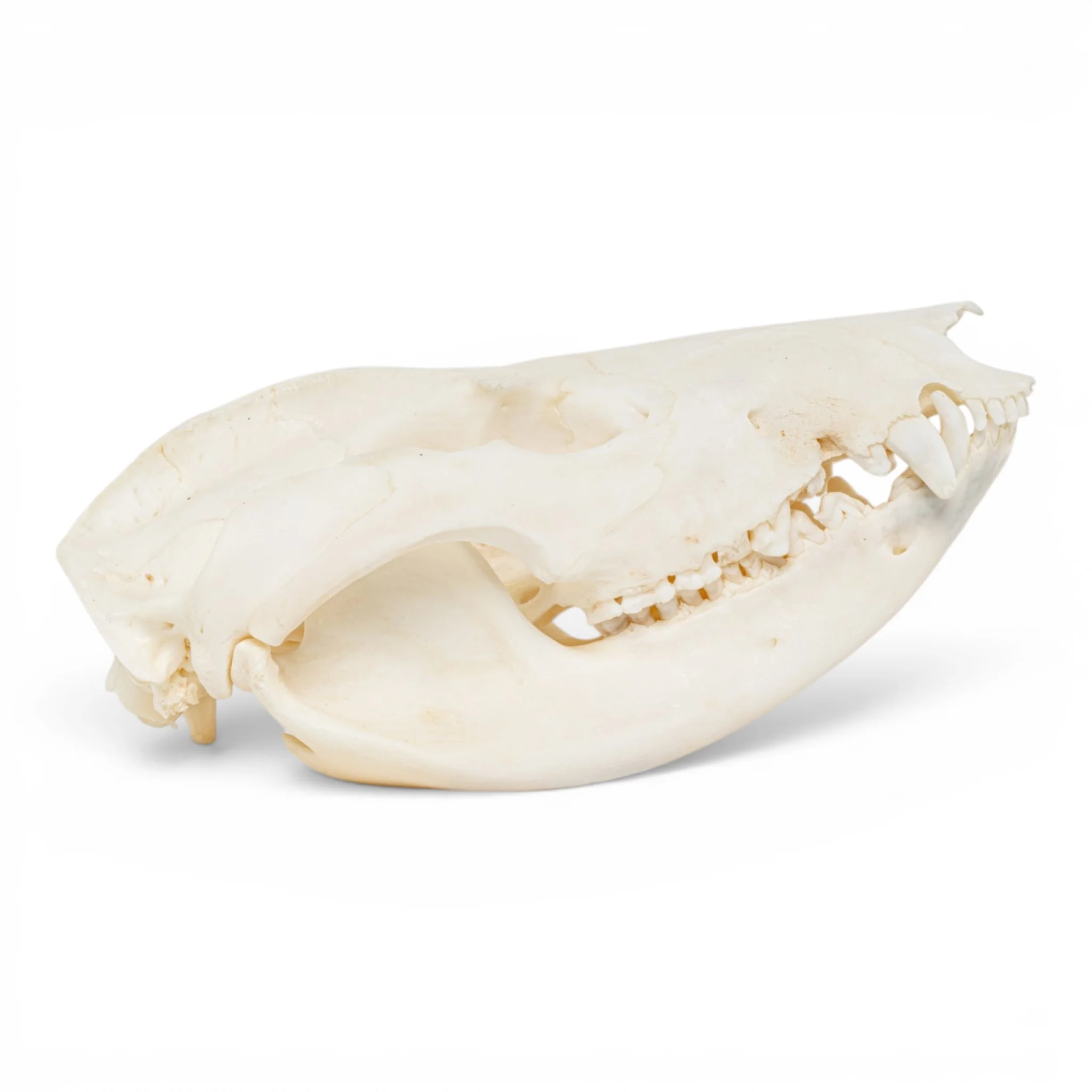 Real American Opossum Skull - Pathology - Image 2