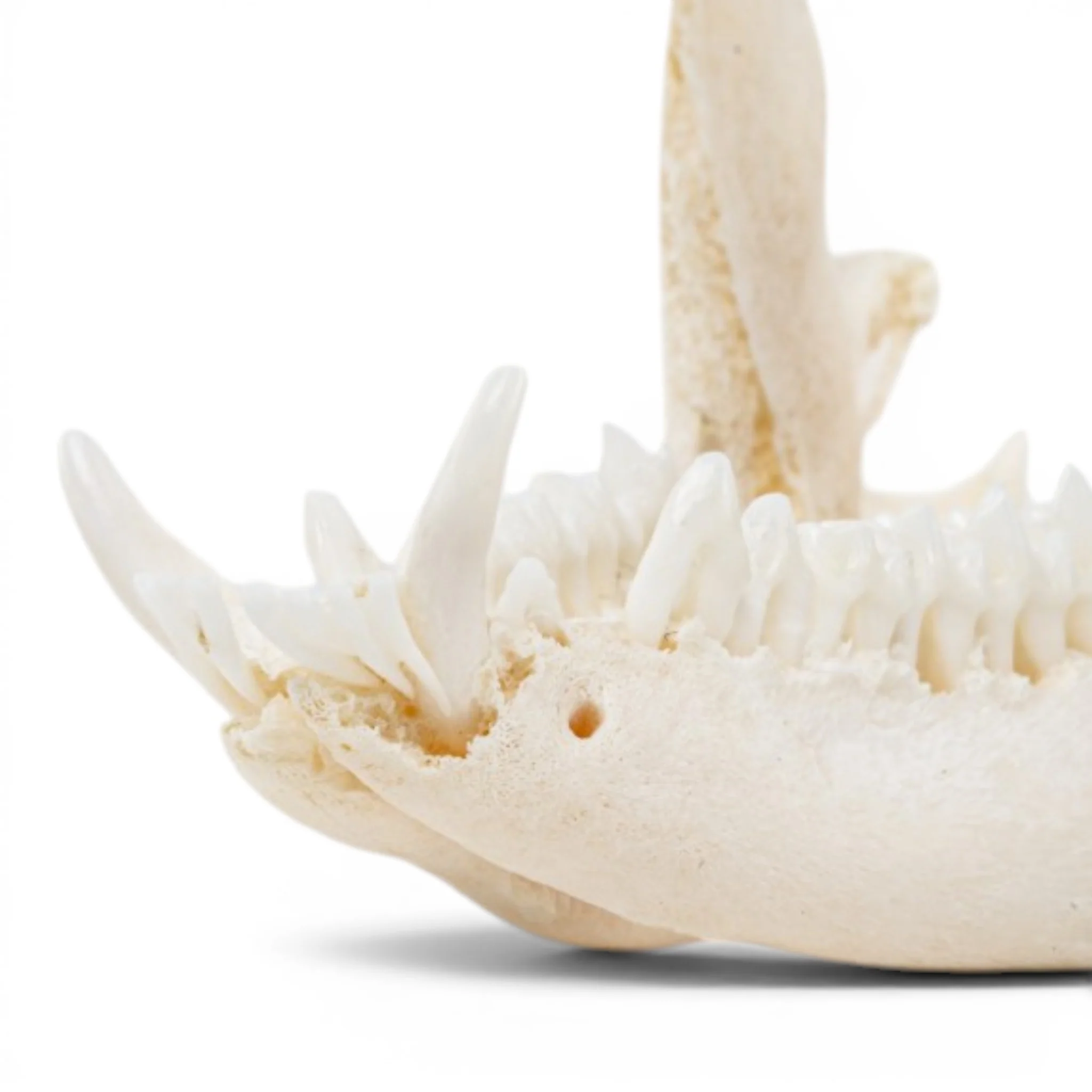 Real American Opossum Skull - Pathology - Image 8