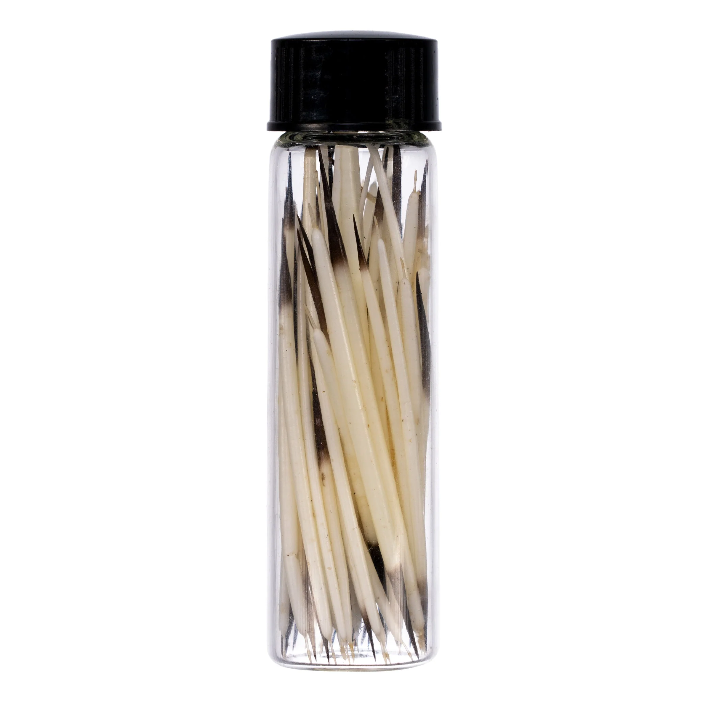 Real American Porcupine Quills - Extra Small - Image 2