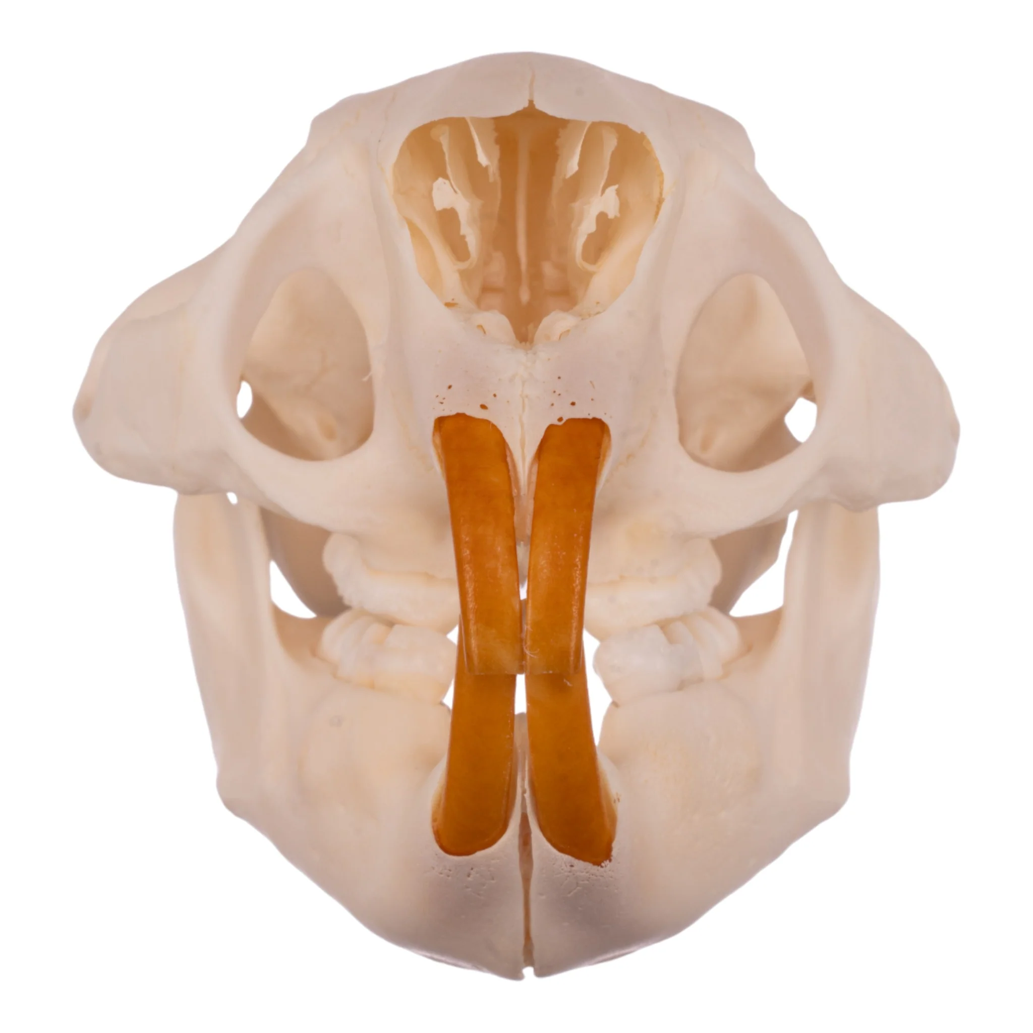 Real American Porcupine Skull - Adolescent - Image 3