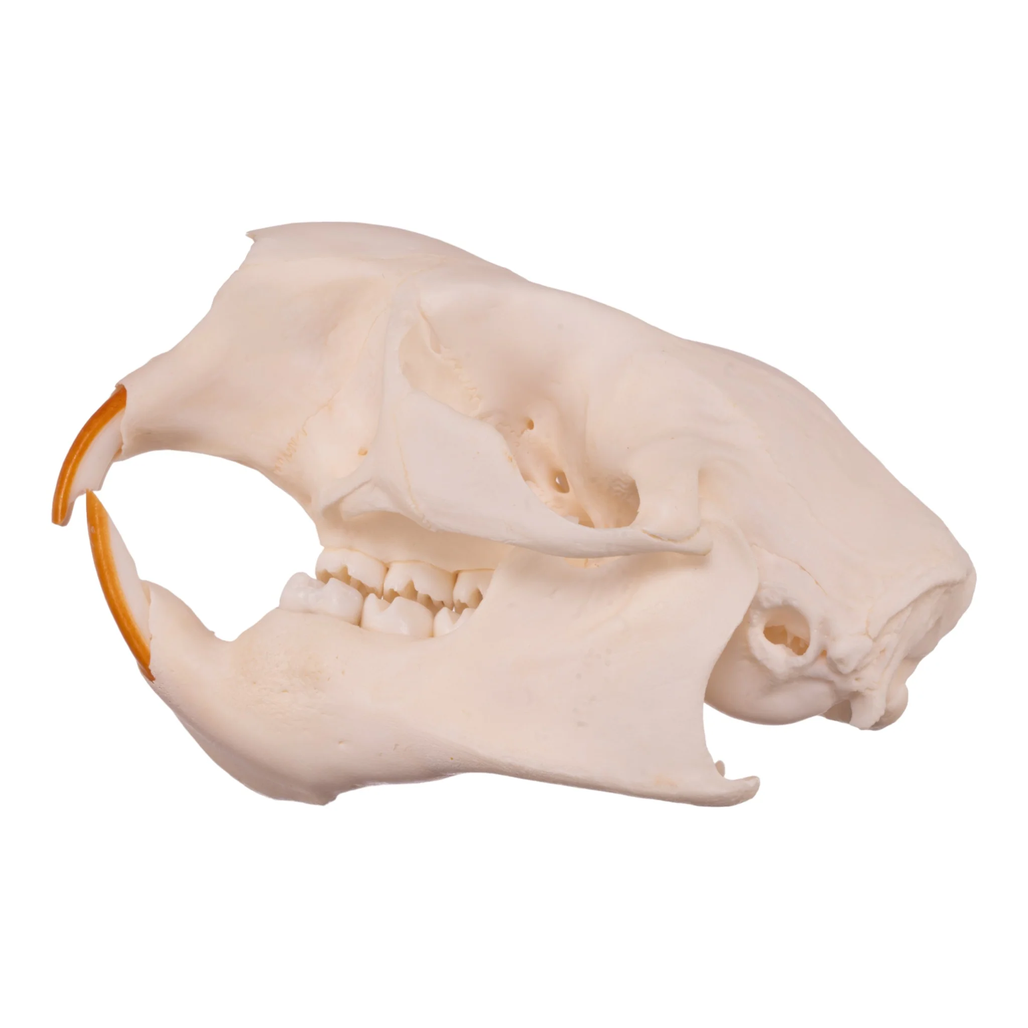 Real American Porcupine Skull - Adolescent - Image 4